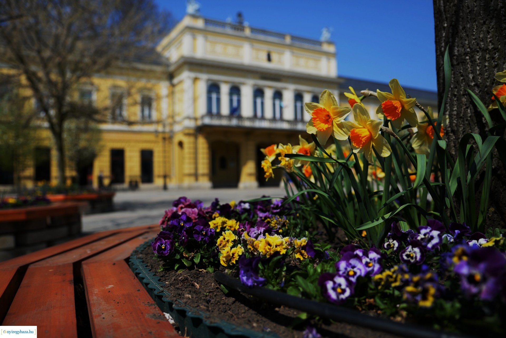 Városunk tavaszi virágai - válogatás fotóarchívumunkból
