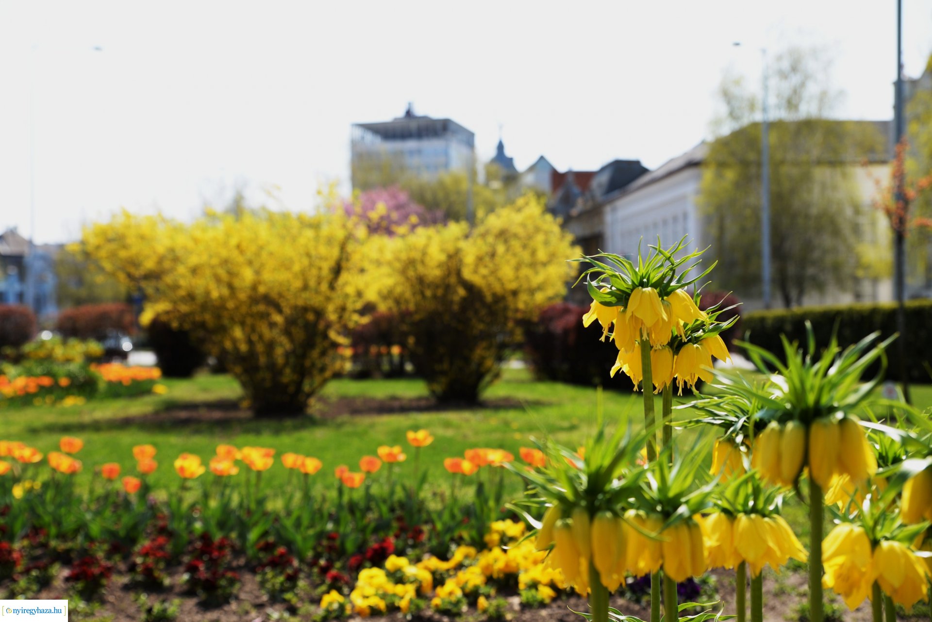 Városunk tavaszi virágai - válogatás fotóarchívumunkból