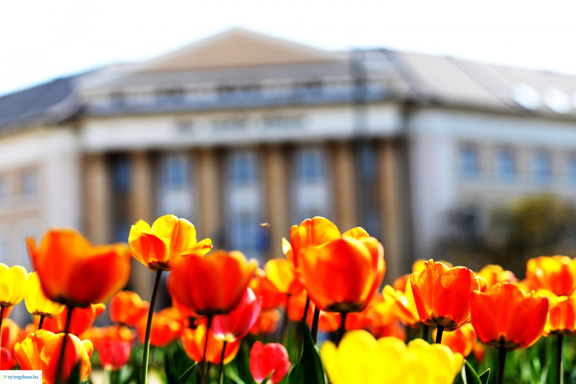 Városunk tavaszi virágai - válogatás fotóarchívumunkból