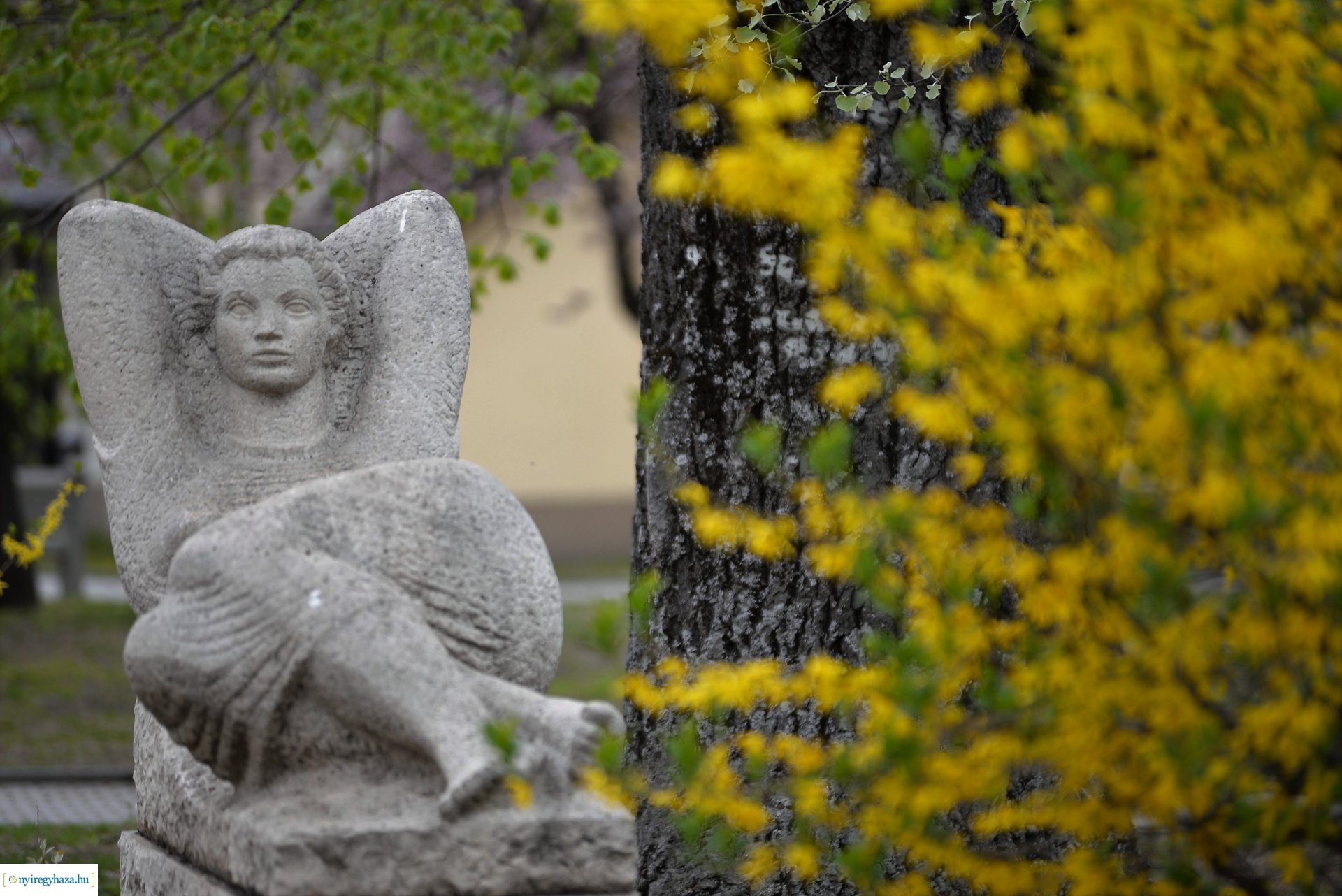 Városunk tavaszi virágai - válogatás fotóarchívumunkból