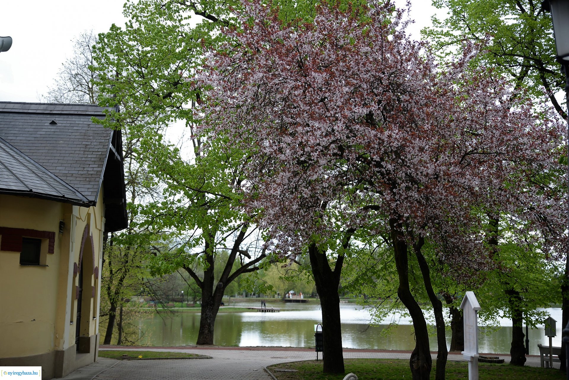 Városunk tavaszi virágai - válogatás fotóarchívumunkból
