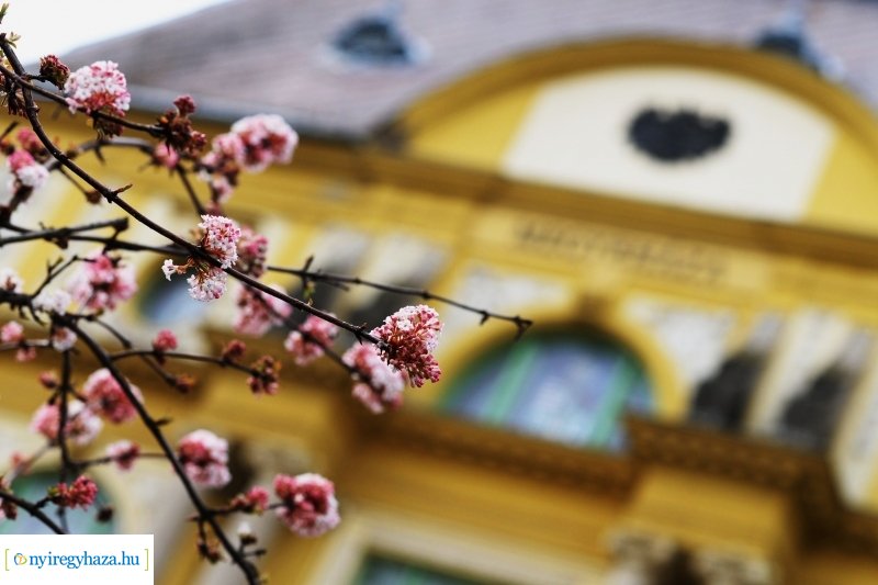 Városunk tavaszi virágai - válogatás fotóarchívumunkból