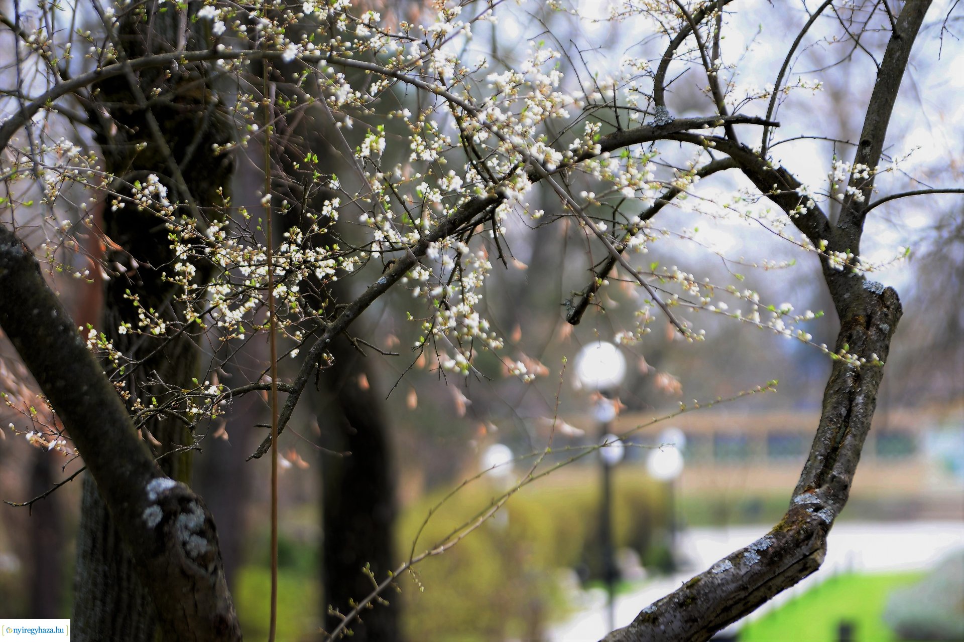 Városunk tavaszi virágai - válogatás fotóarchívumunkból