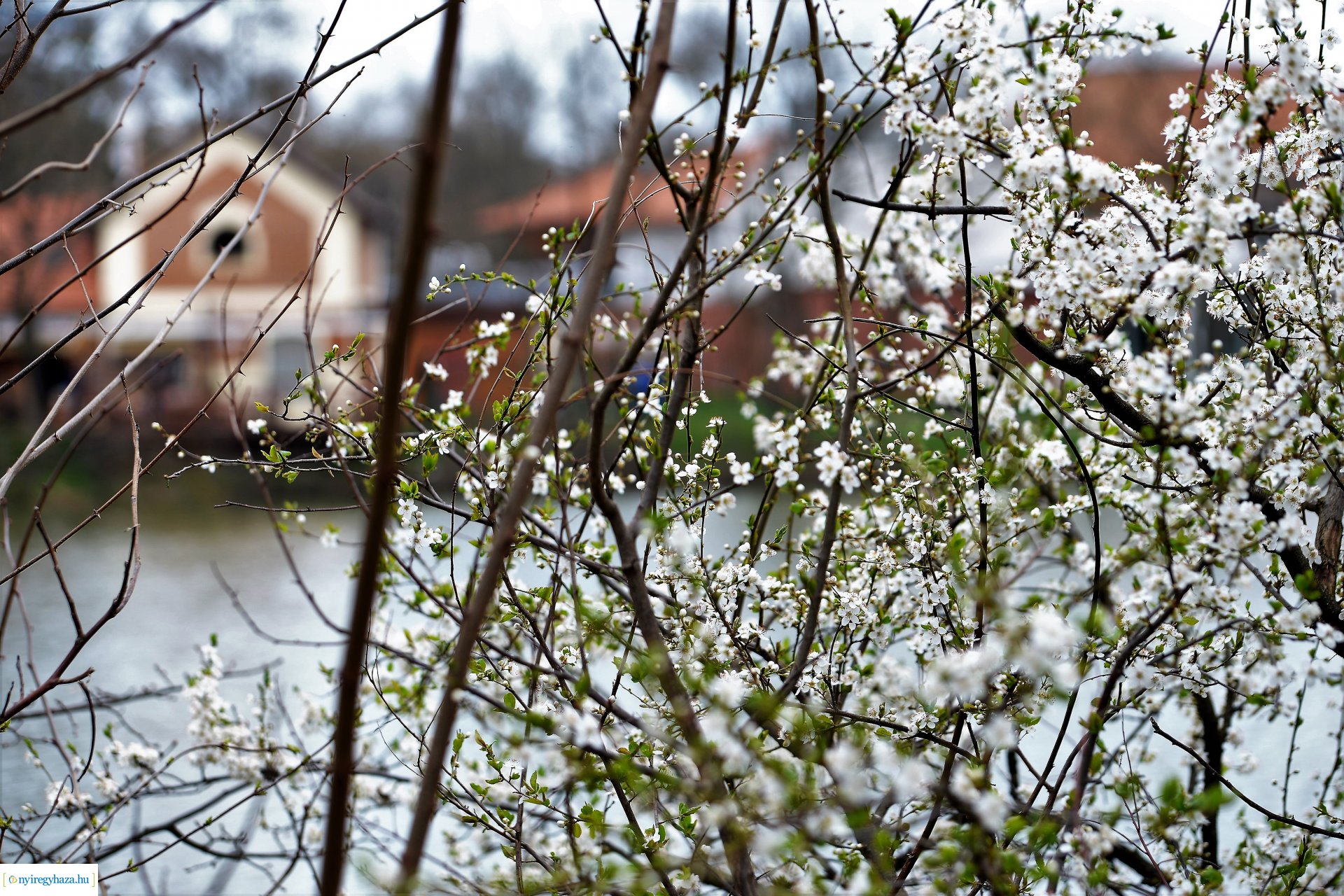 Városunk tavaszi virágai - válogatás fotóarchívumunkból