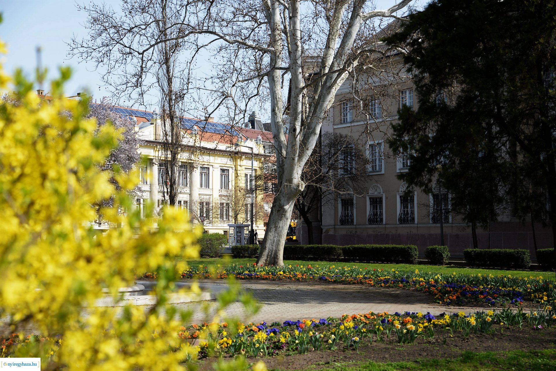 Városunk tavaszi virágai - válogatás fotóarchívumunkból