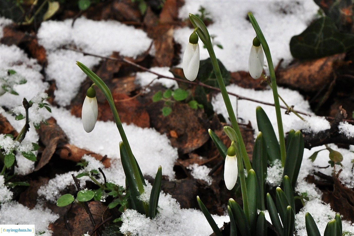 Városunk tavaszi virágai - válogatás fotóarchívumunkból