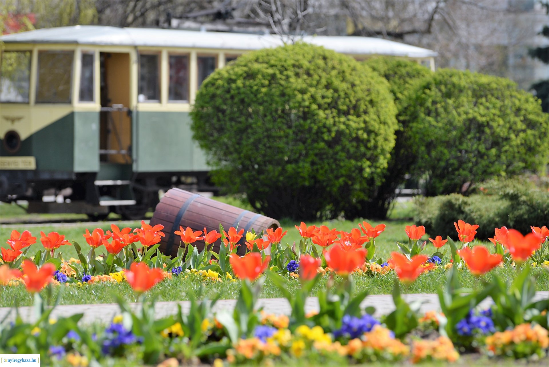 Városunk tavaszi virágai - válogatás fotóarchívumunkból