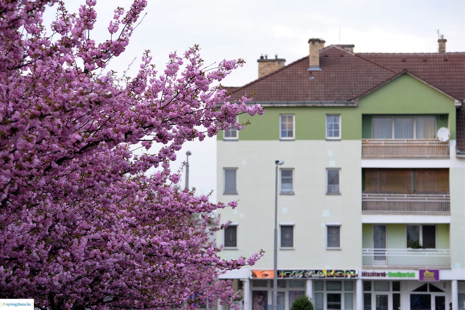 Városunk tavaszi virágai - válogatás fotóarchívumunkból
