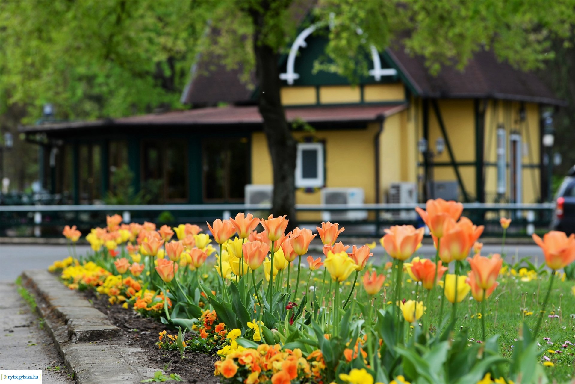 Városunk tavaszi virágai - válogatás fotóarchívumunkból