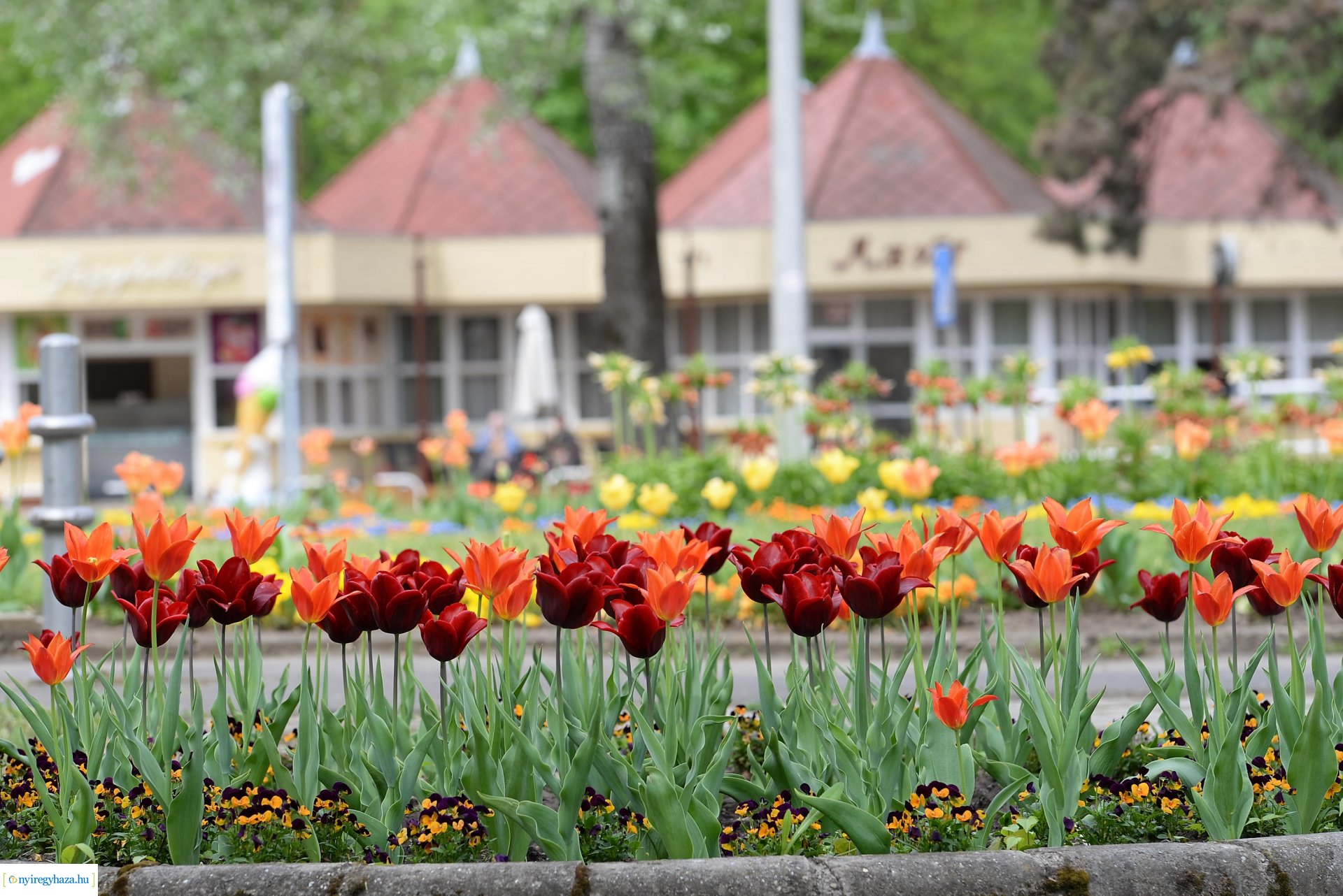 Városunk tavaszi virágai - válogatás fotóarchívumunkból