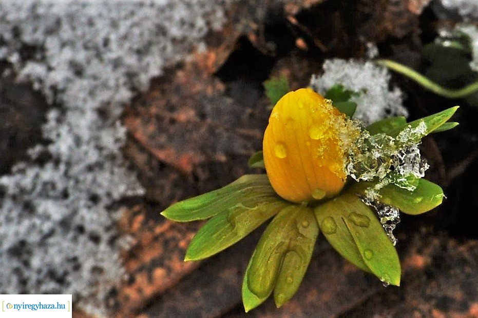 Városunk tavaszi virágai - válogatás fotóarchívumunkból