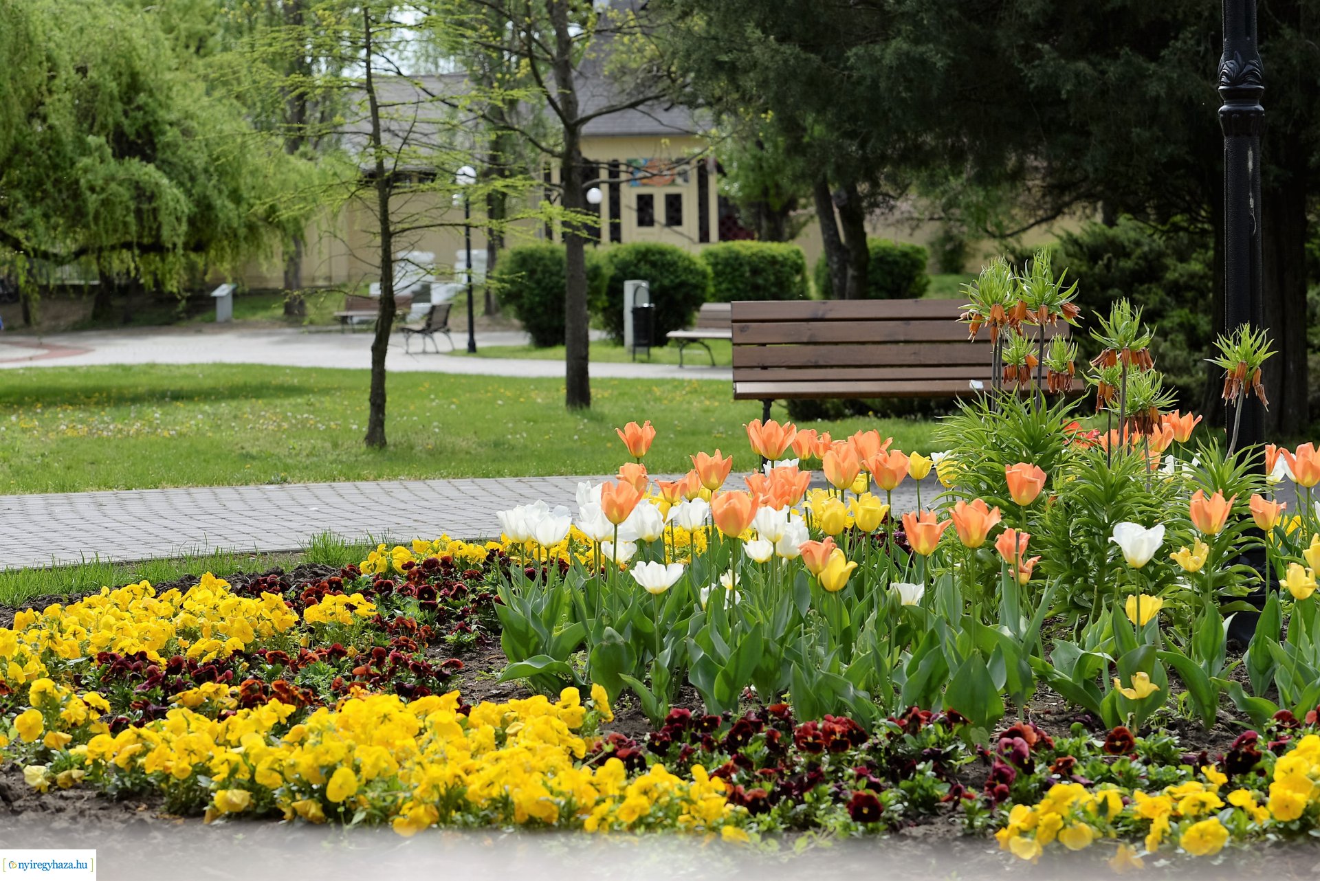 Városunk tavaszi virágai - válogatás fotóarchívumunkból