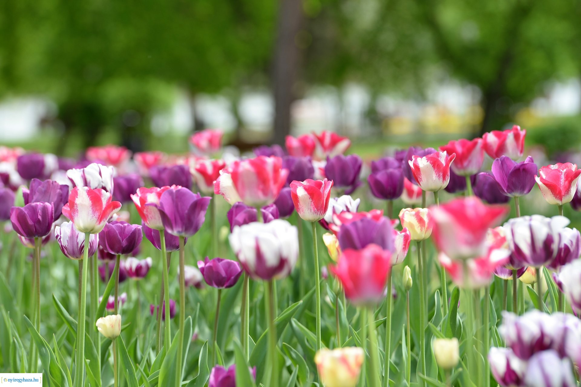 Városunk tavaszi virágai - válogatás fotóarchívumunkból