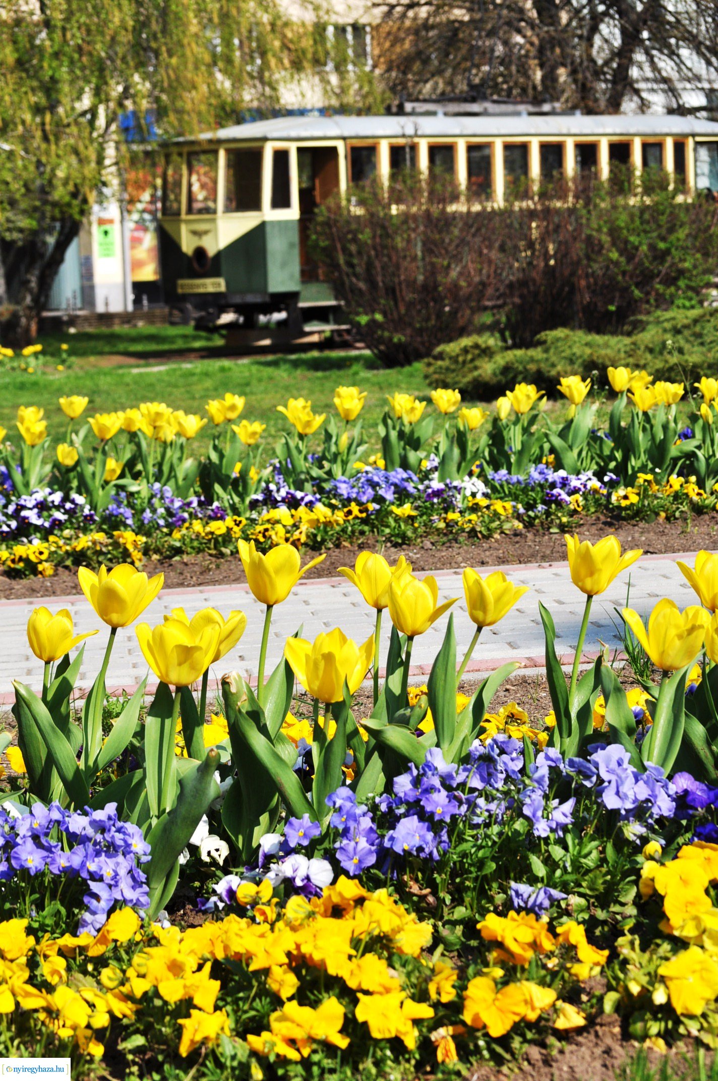Városunk tavaszi virágai - válogatás fotóarchívumunkból
