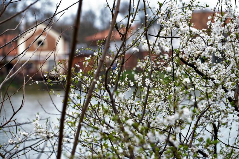 Városunk tavaszi virágai - válogatás fotóarchívumunkból