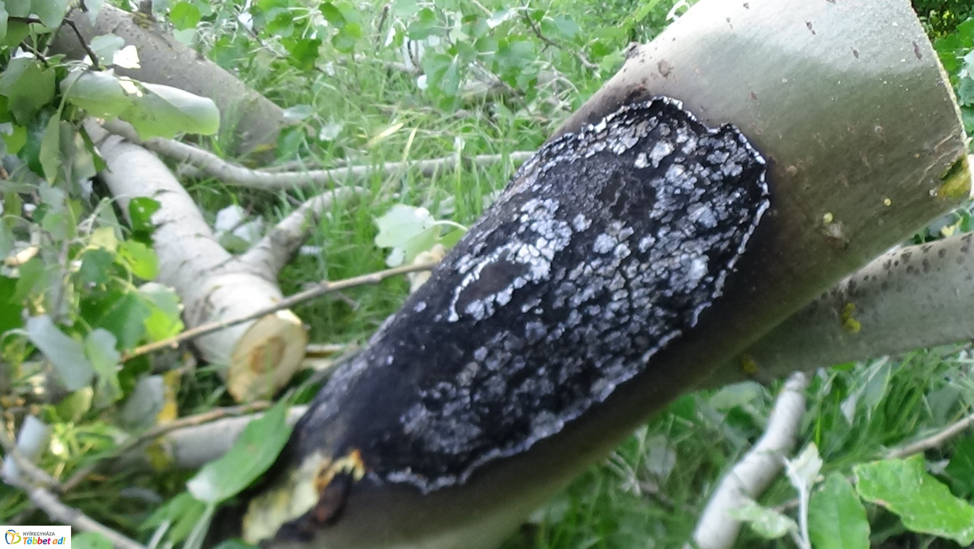 Viharkárok Nyíregyházán