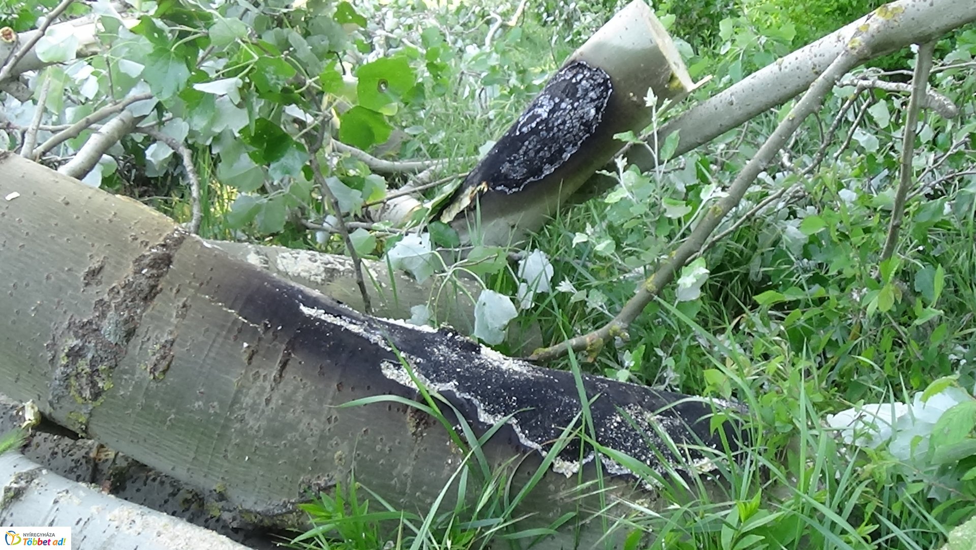 Viharkárok Nyíregyházán