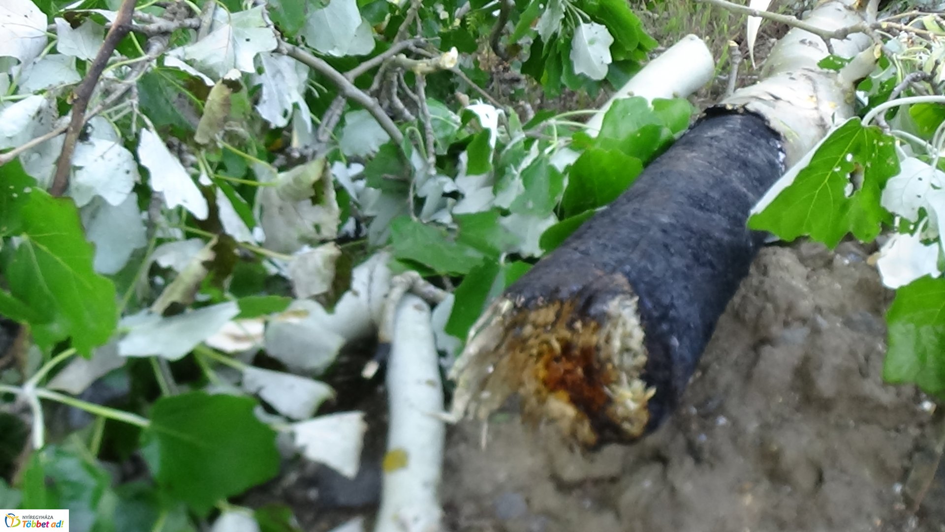 Viharkárok Nyíregyházán