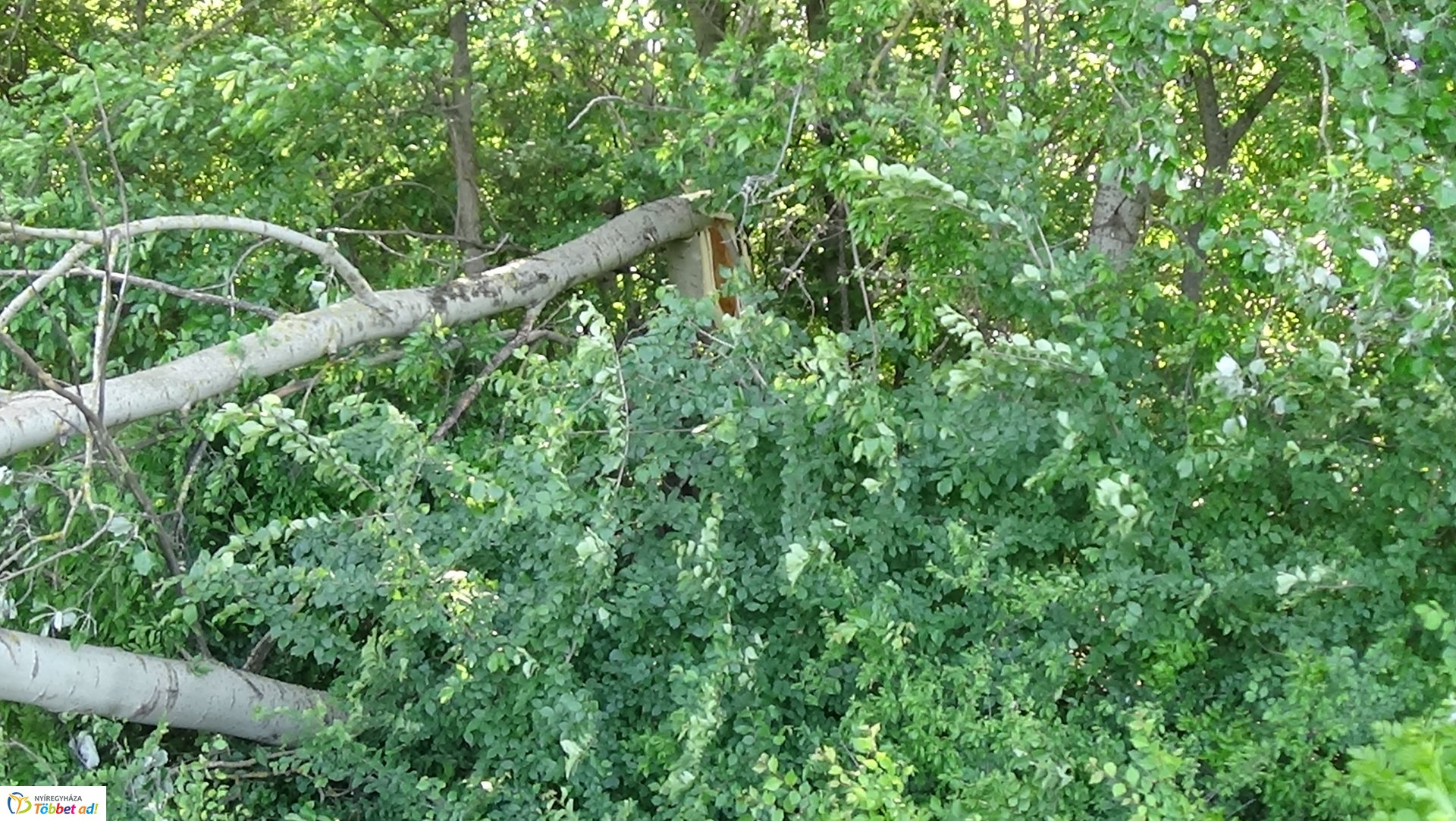 Viharkárok Nyíregyházán