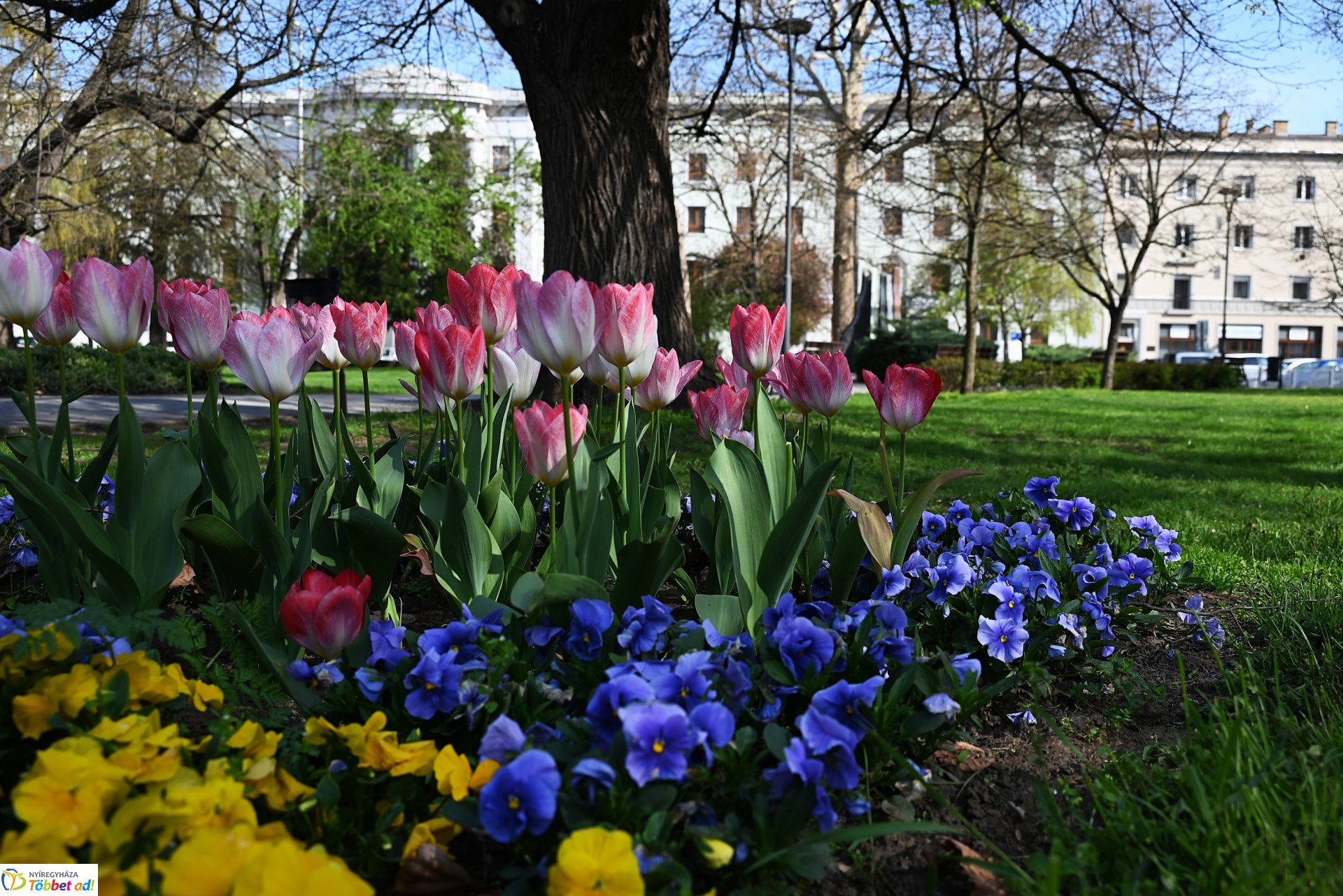 Virágba borult a város