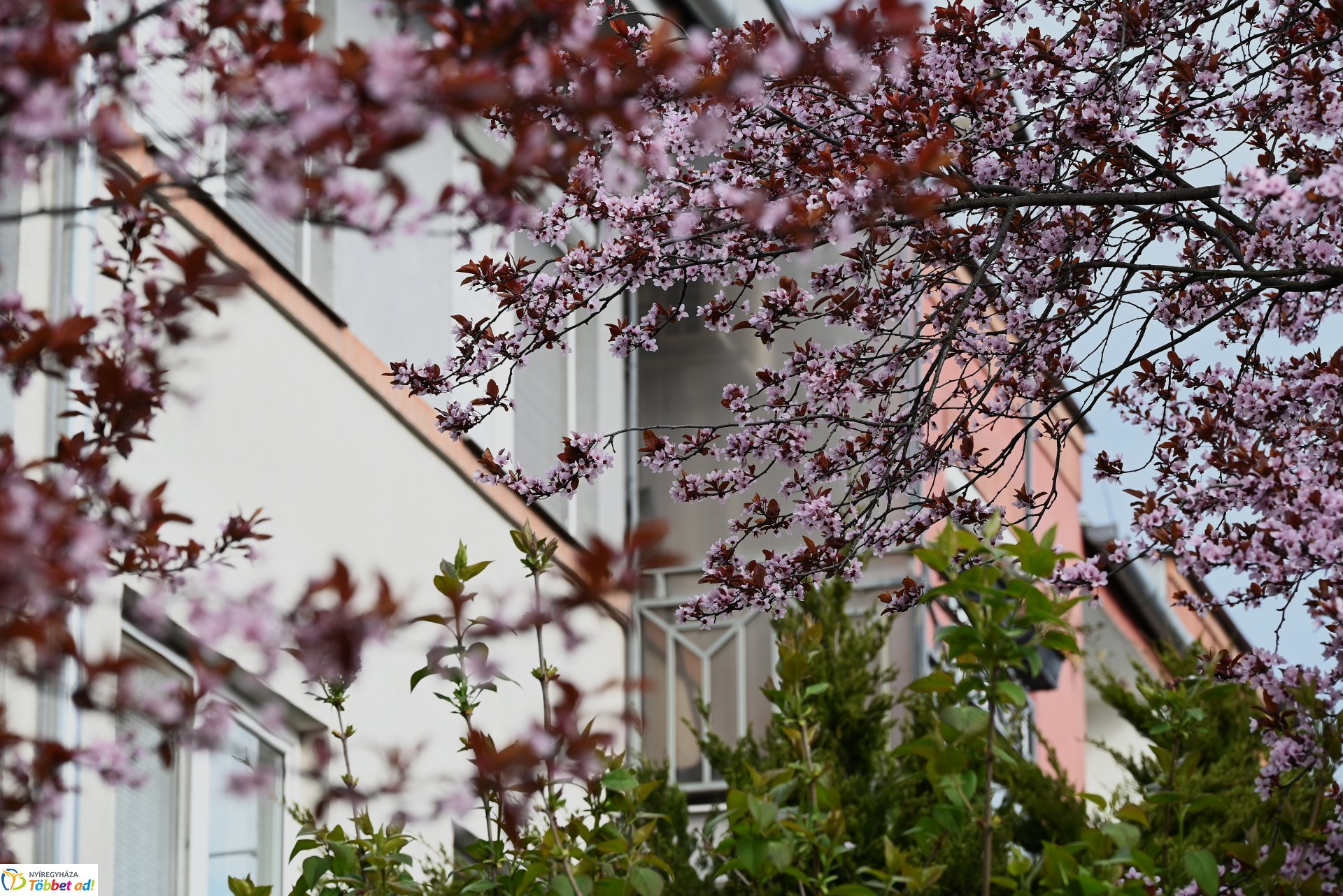 Virágba borult a város