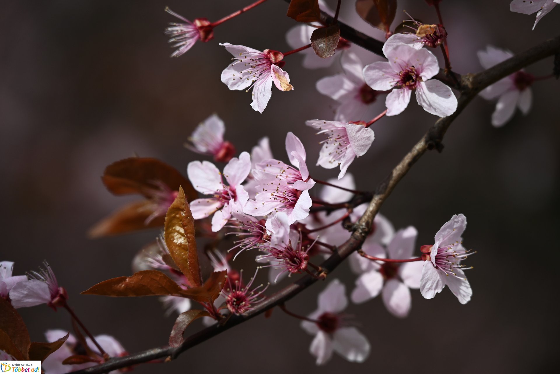 Virágba borult a város