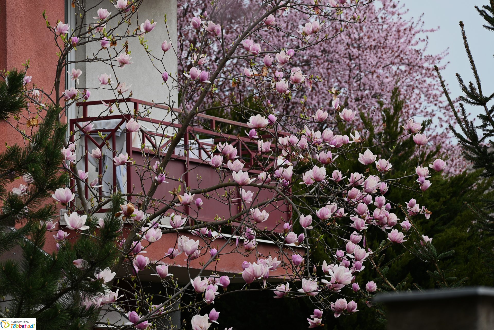 Virágba borult a város