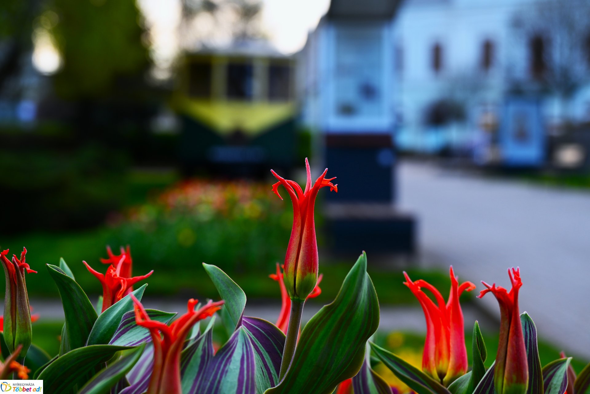 Virágba borult a város