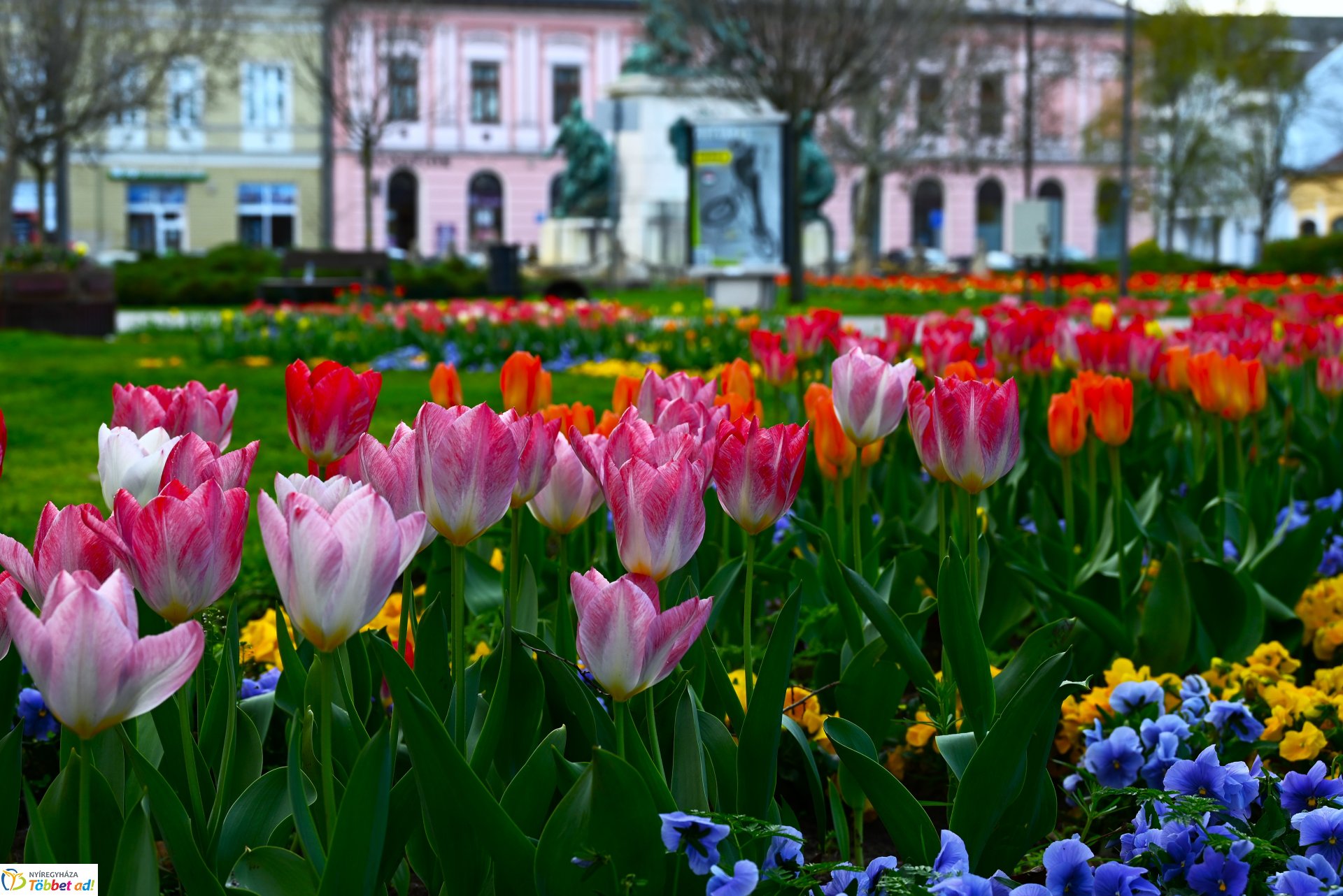 Virágba borult a város