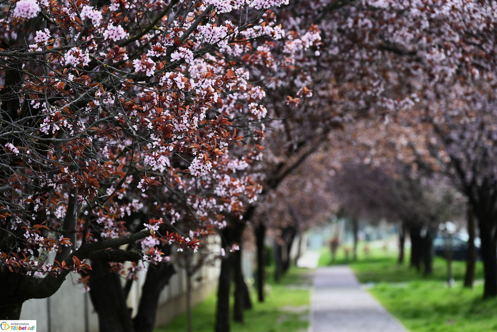 Virágba borult a város