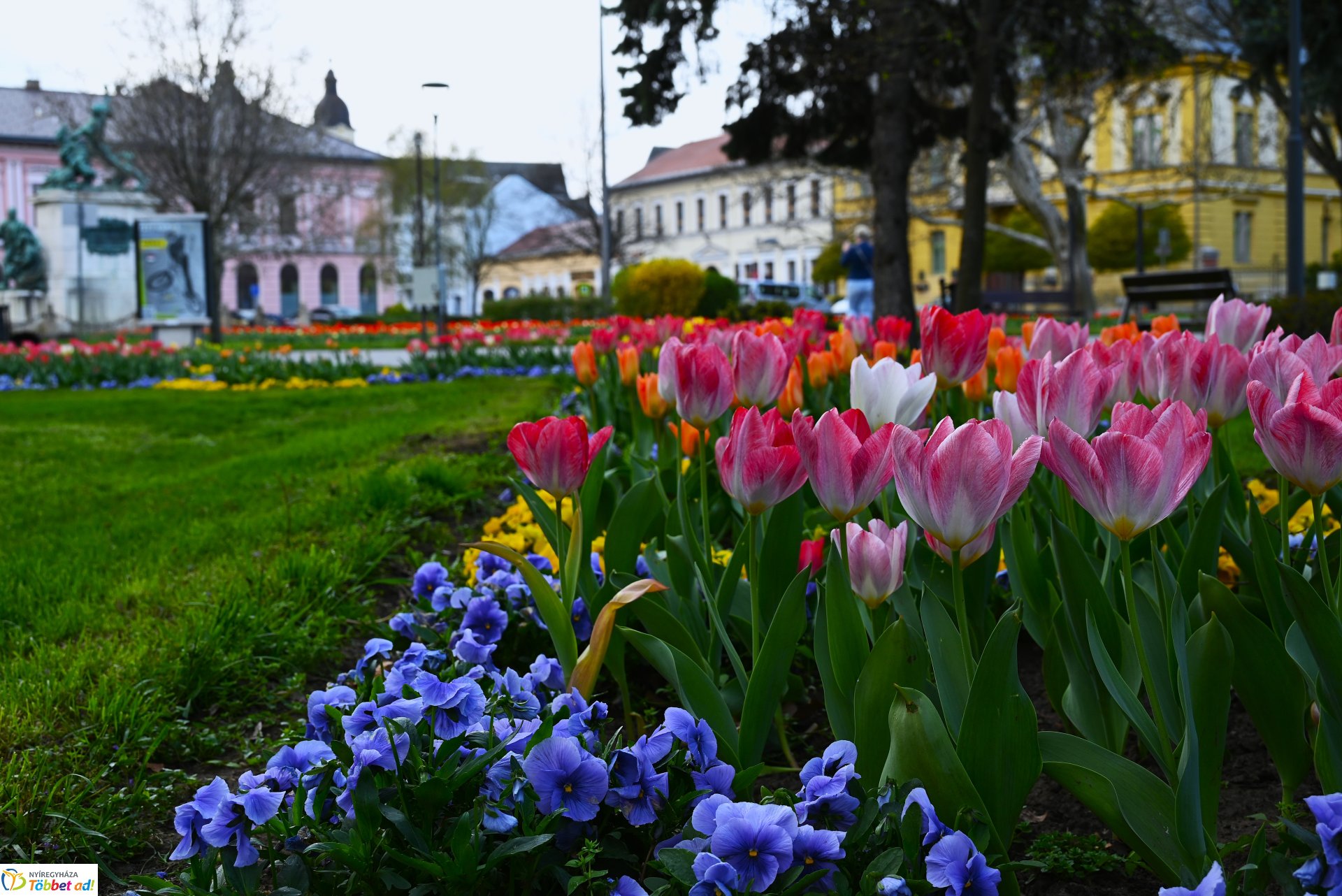 Virágba borult a város