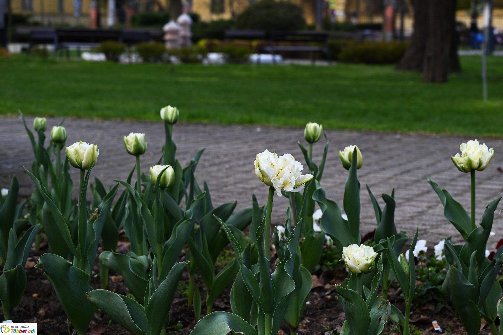Virágba borult a város