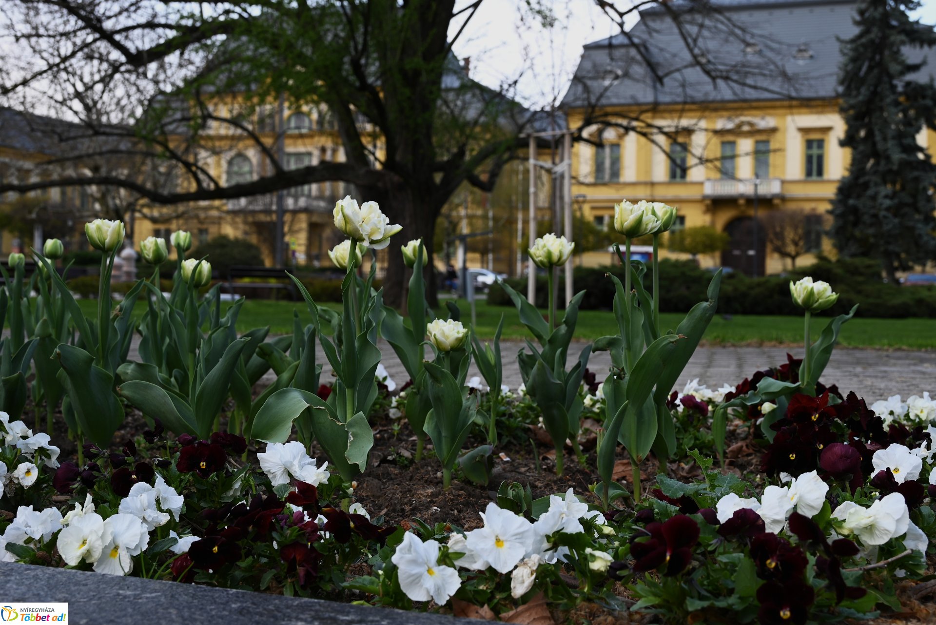Virágba borult a város