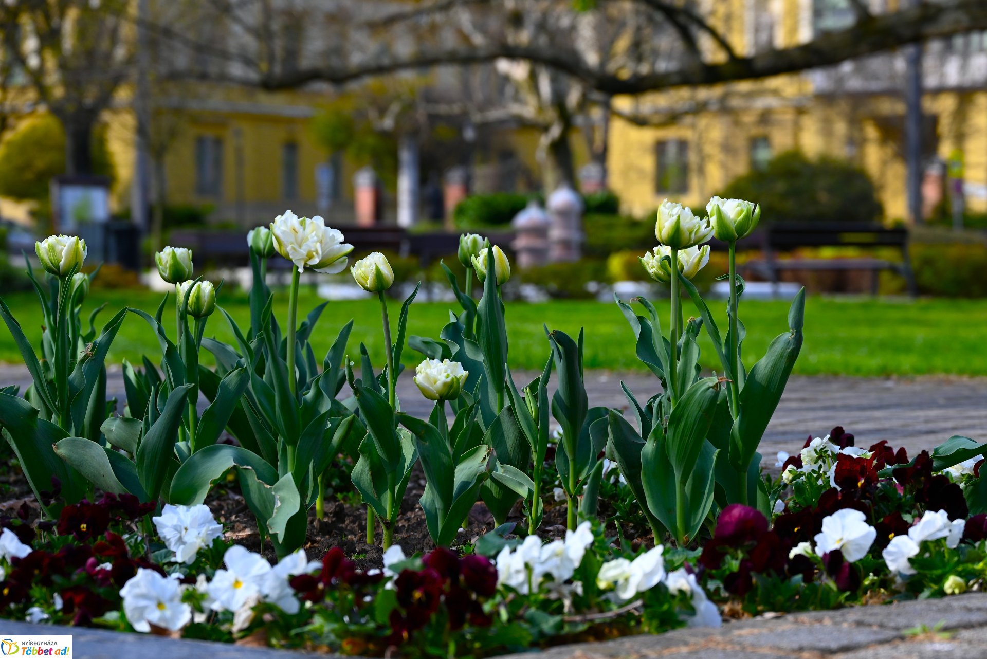 Virágba borult a város