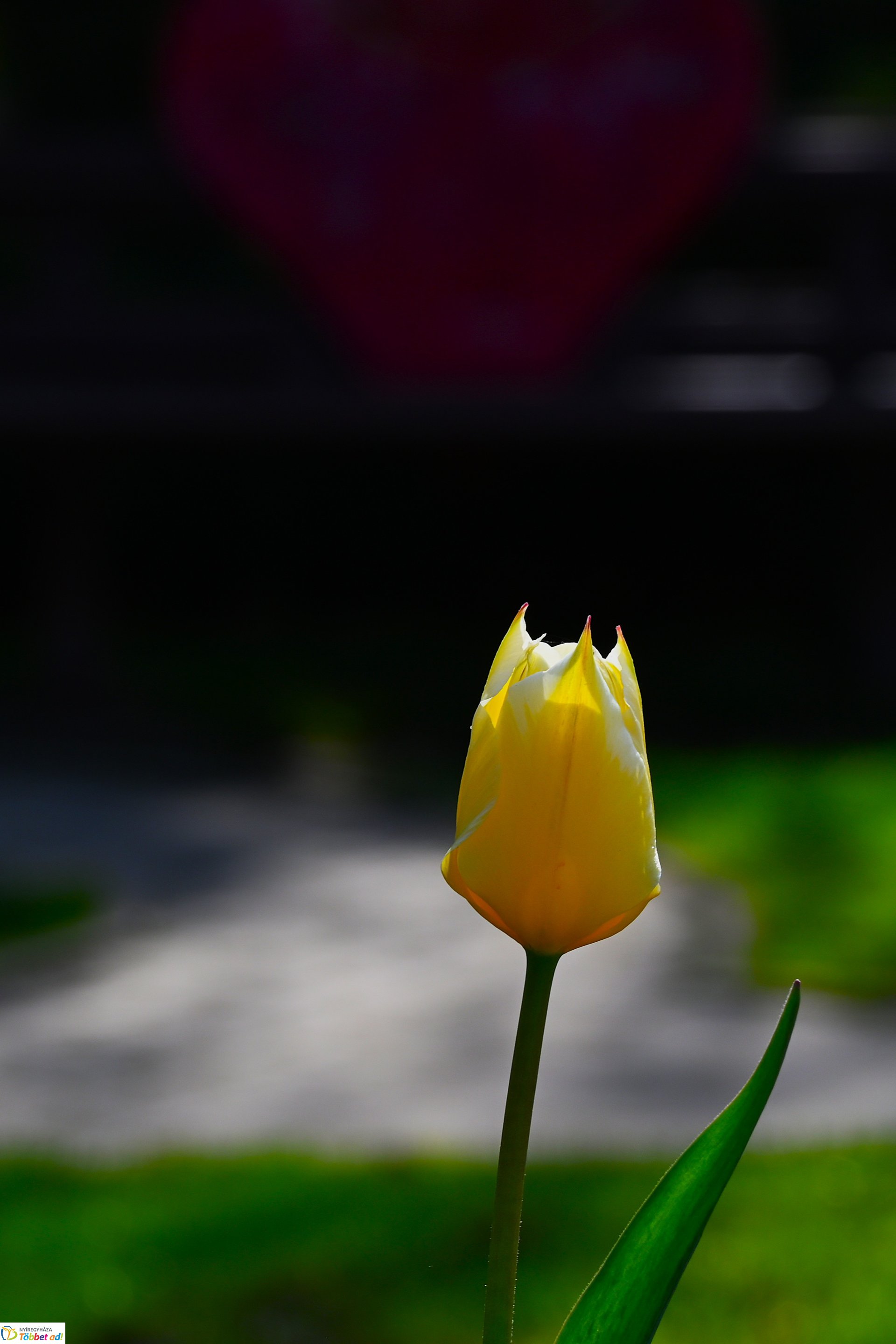 Virágba borult a város