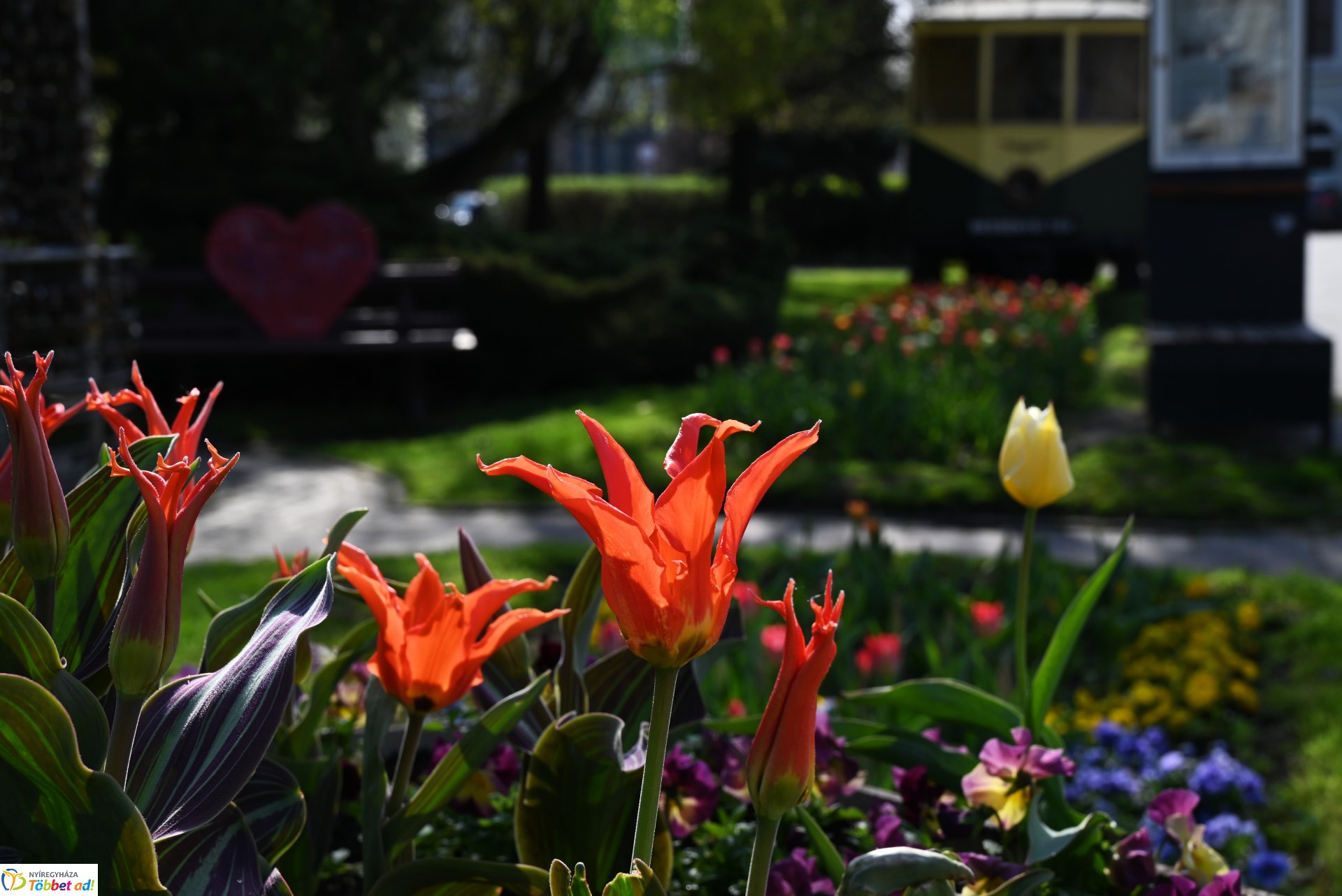 Virágba borult a város