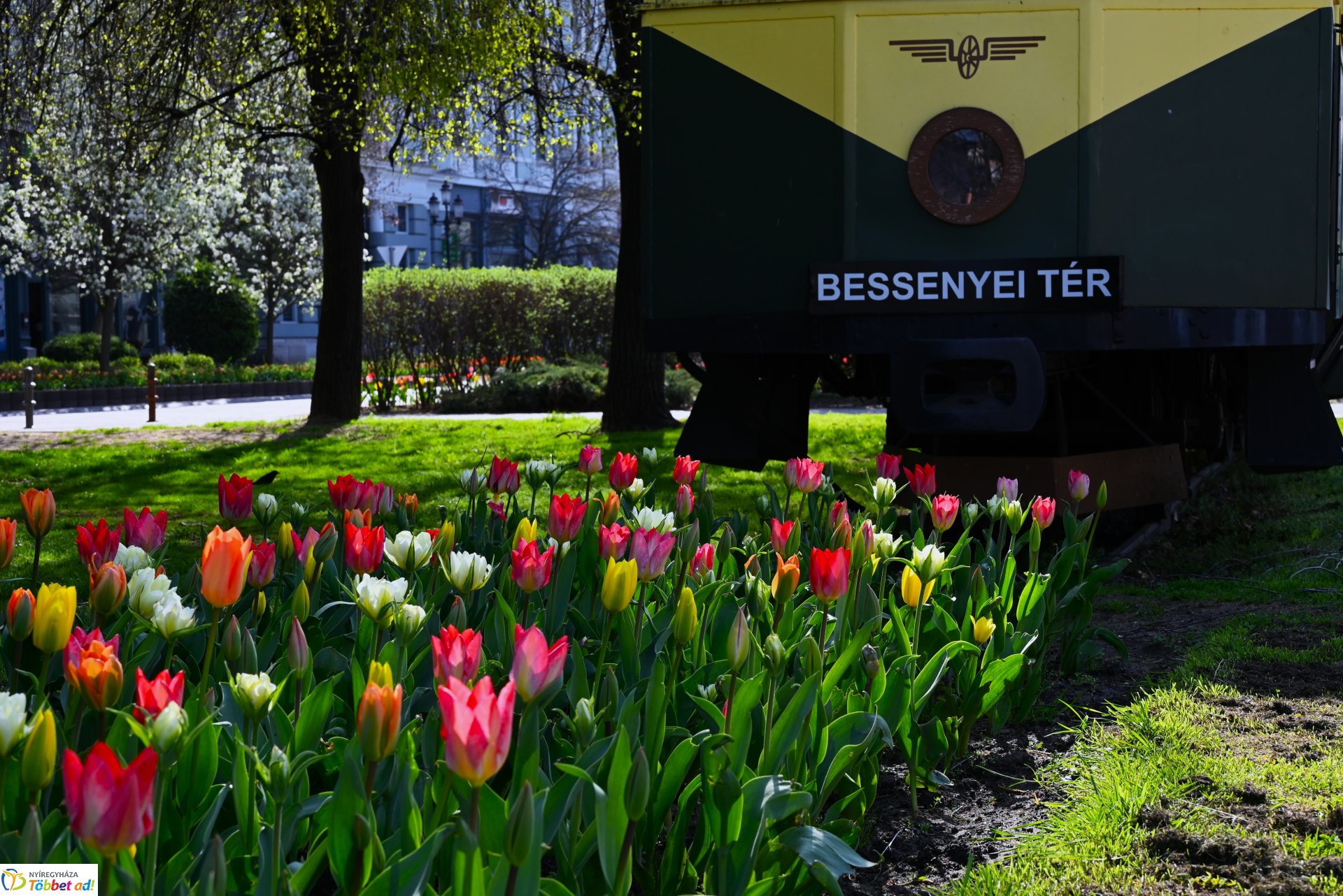 Virágba borult a város