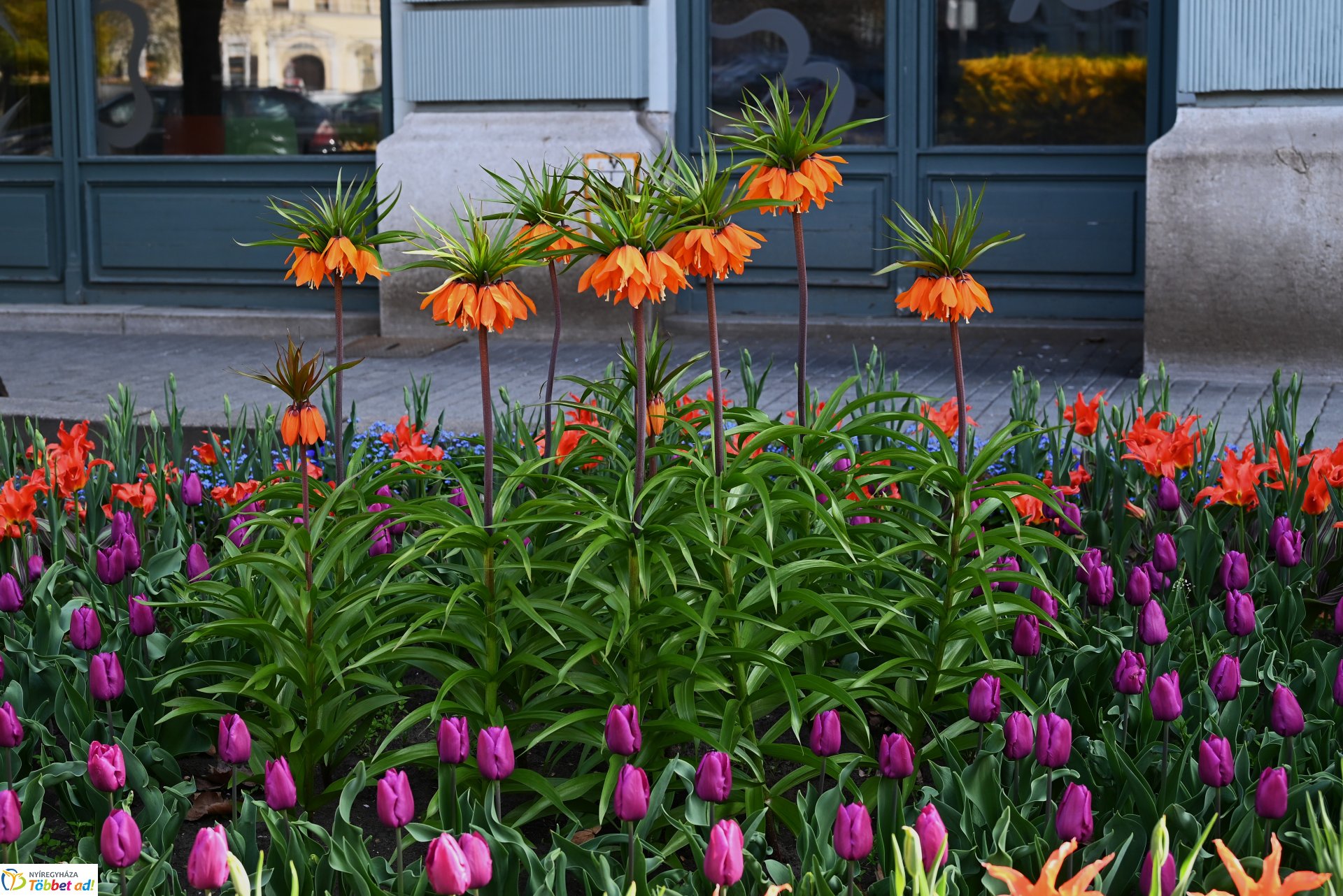 Virágba borult a város