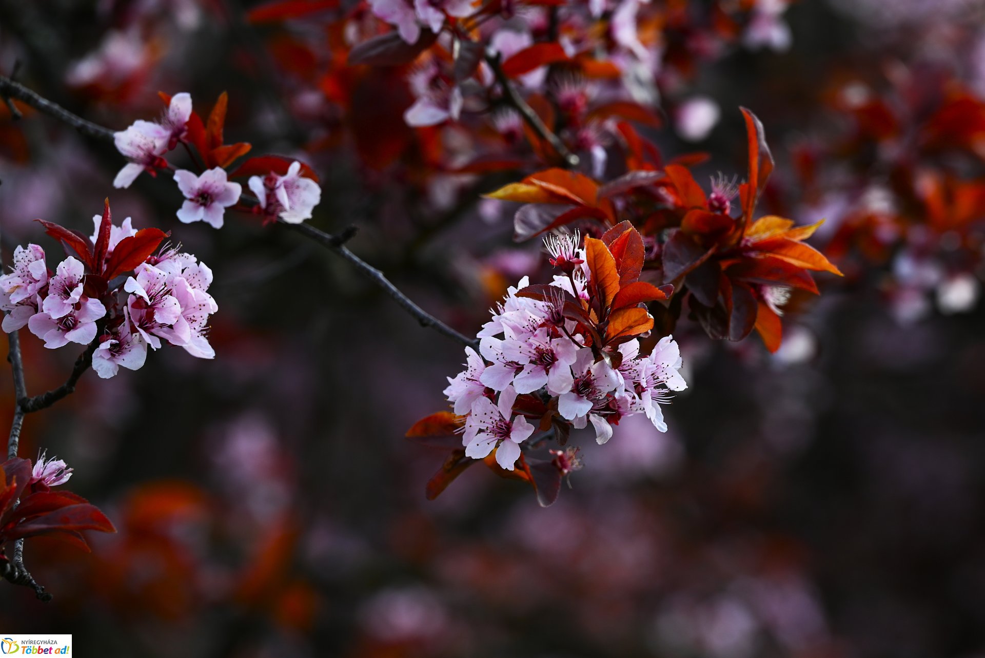 Virágba borult a város