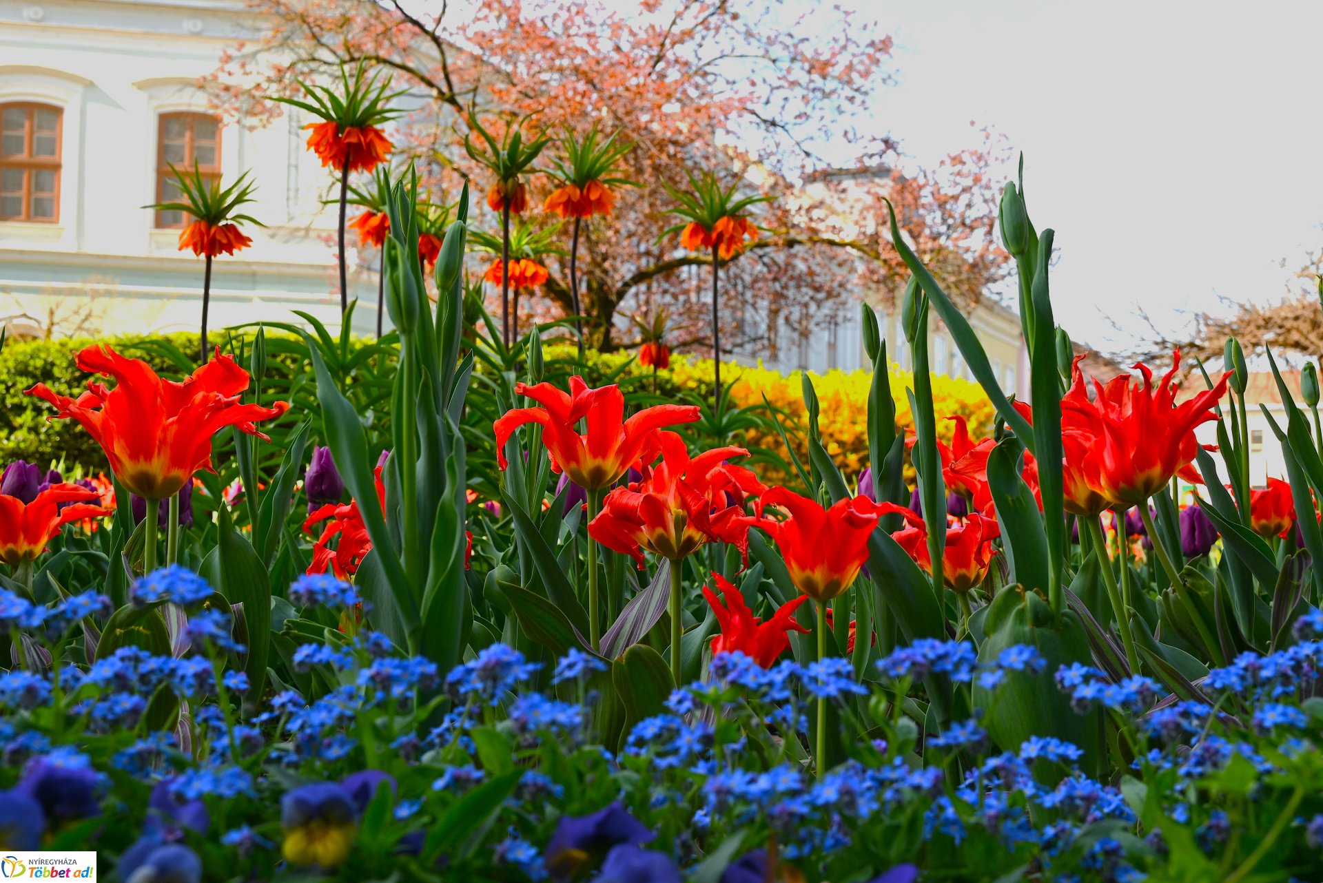 Virágba borult a város