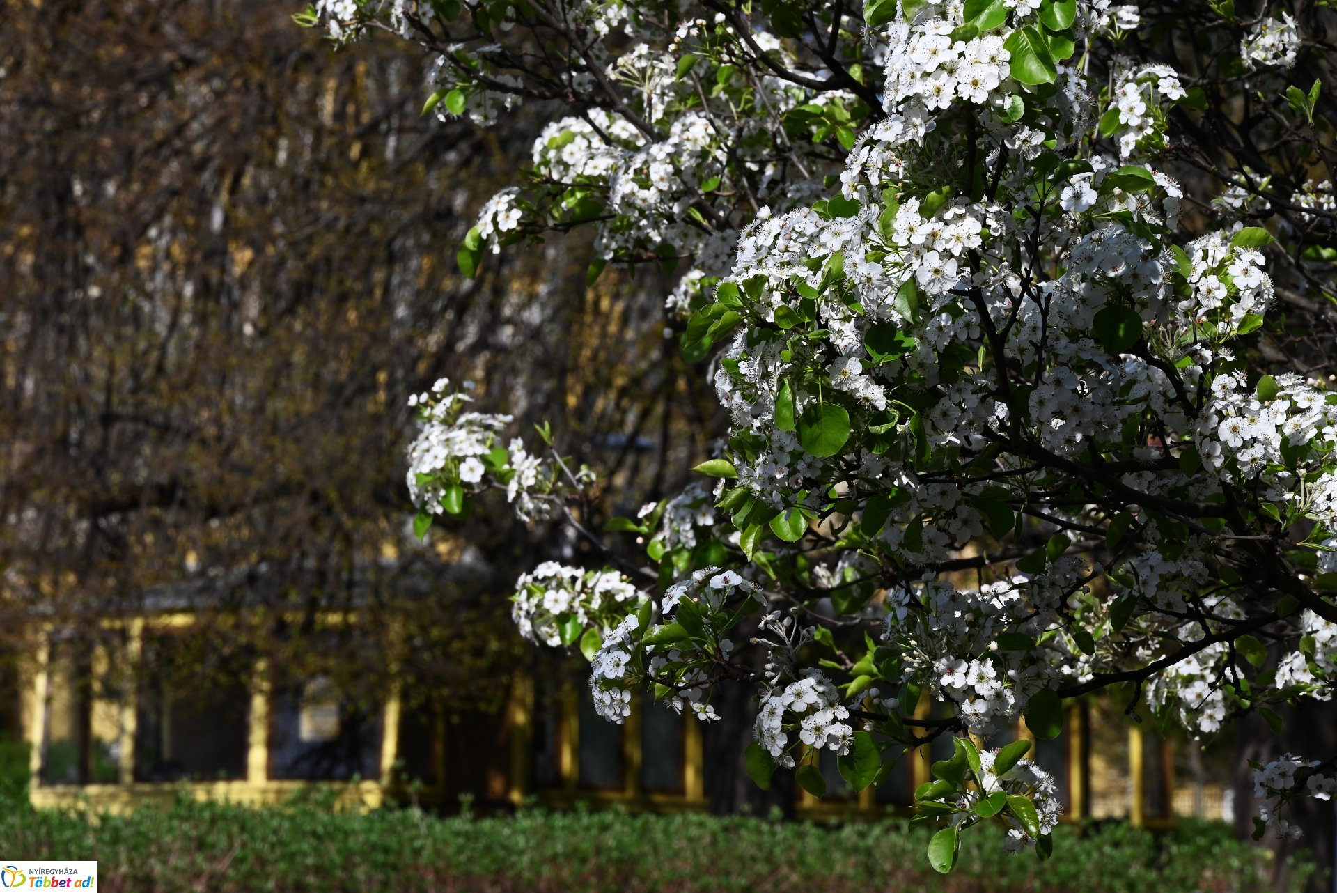 Virágba borult a város