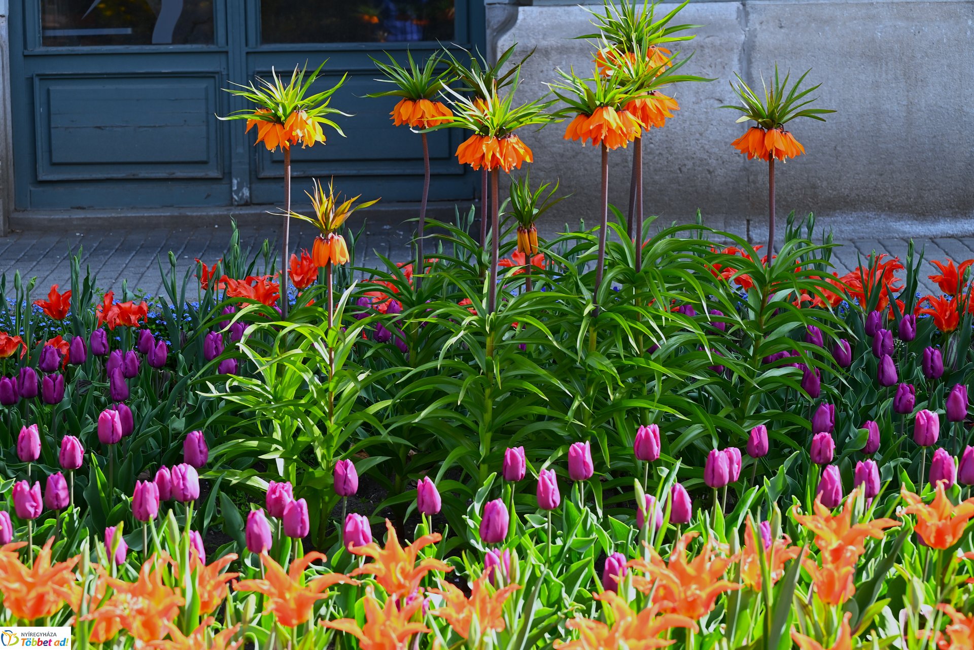 Virágba borult a város