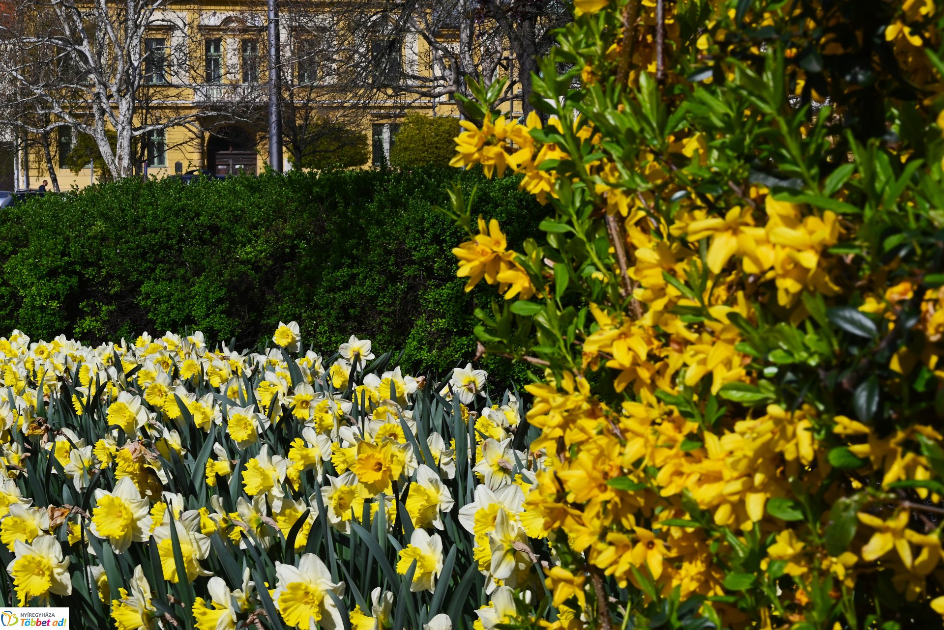 Virágba borult a város