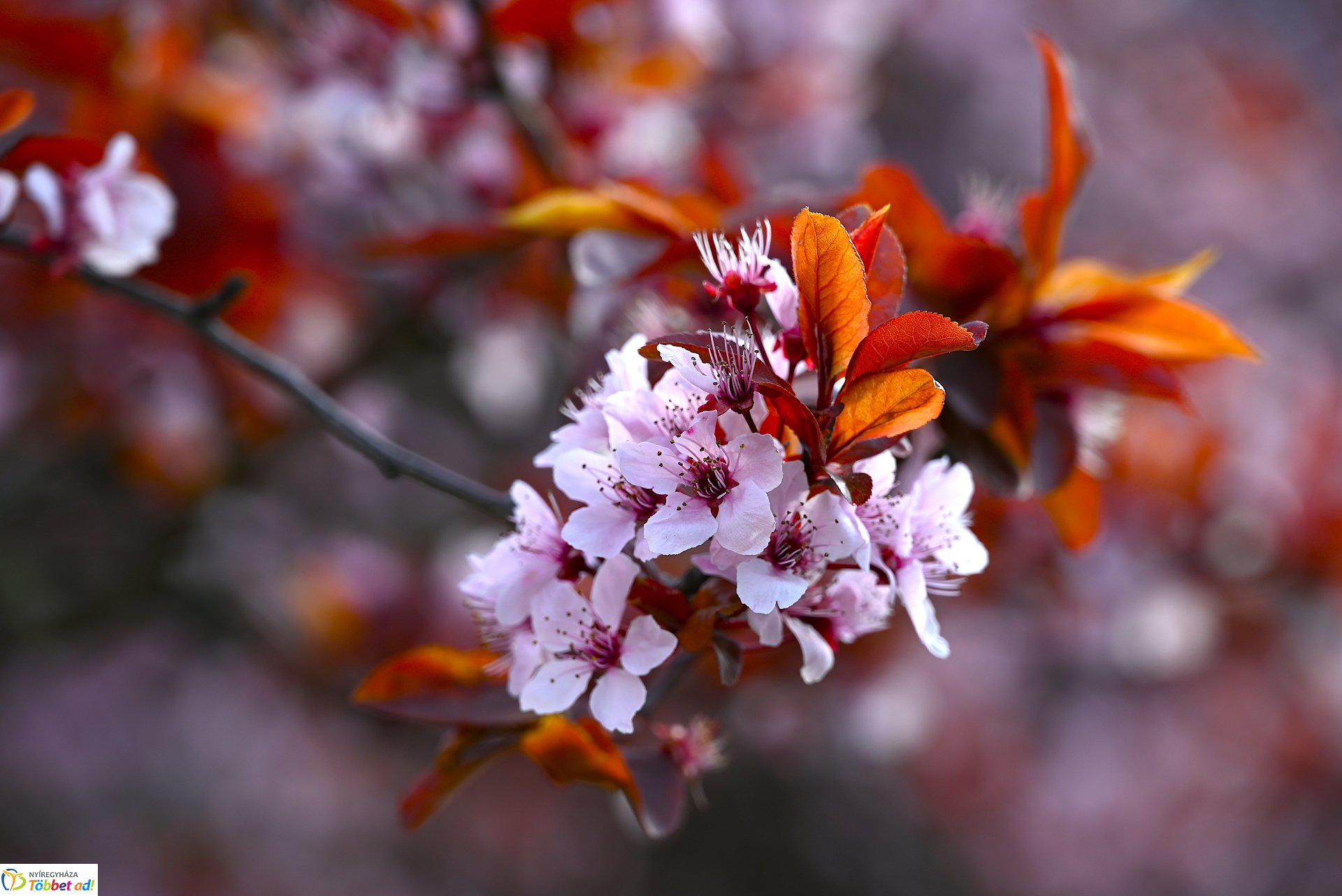 Virágba borult a város