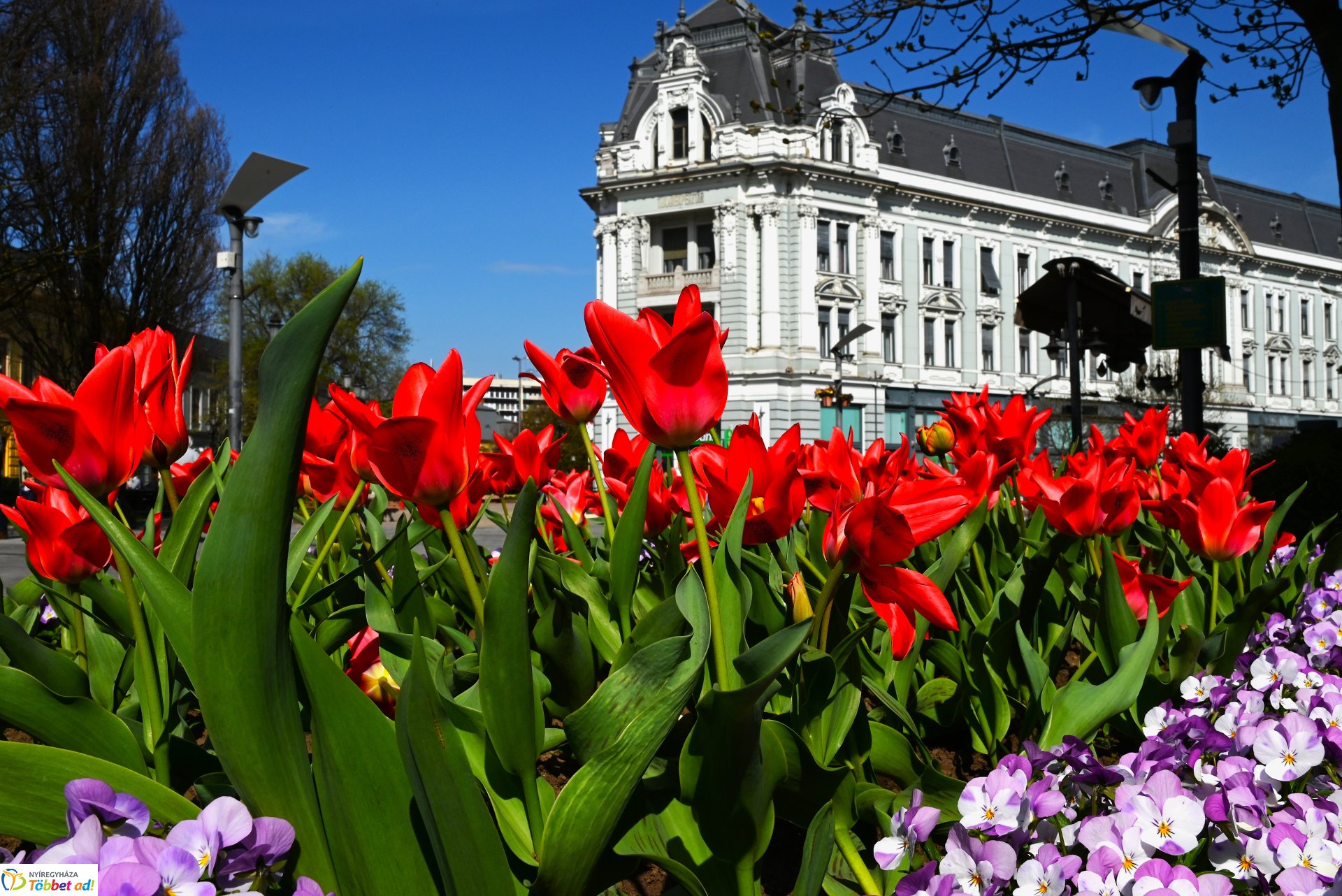 Virágba borult a város