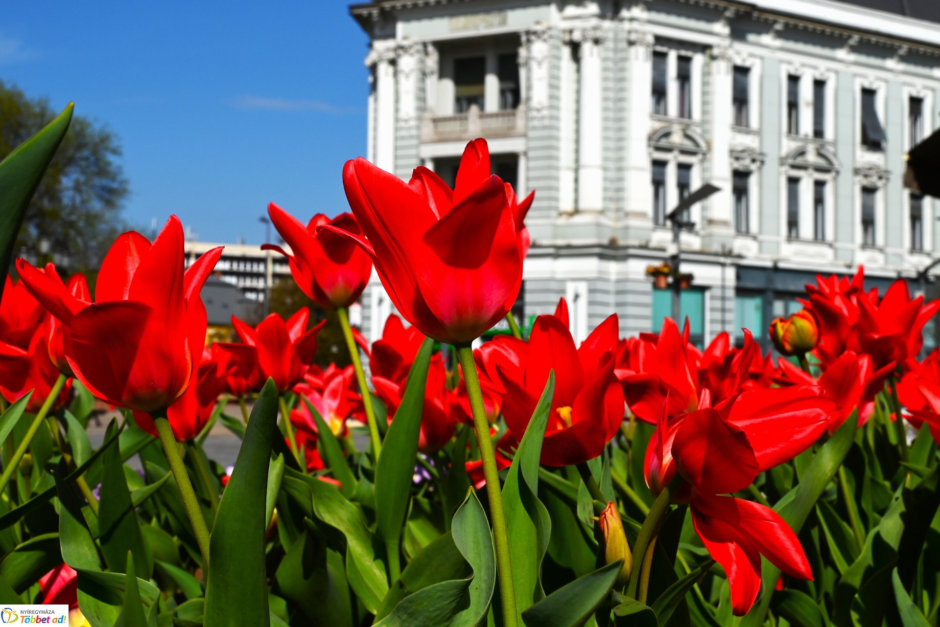 Virágba borult a város