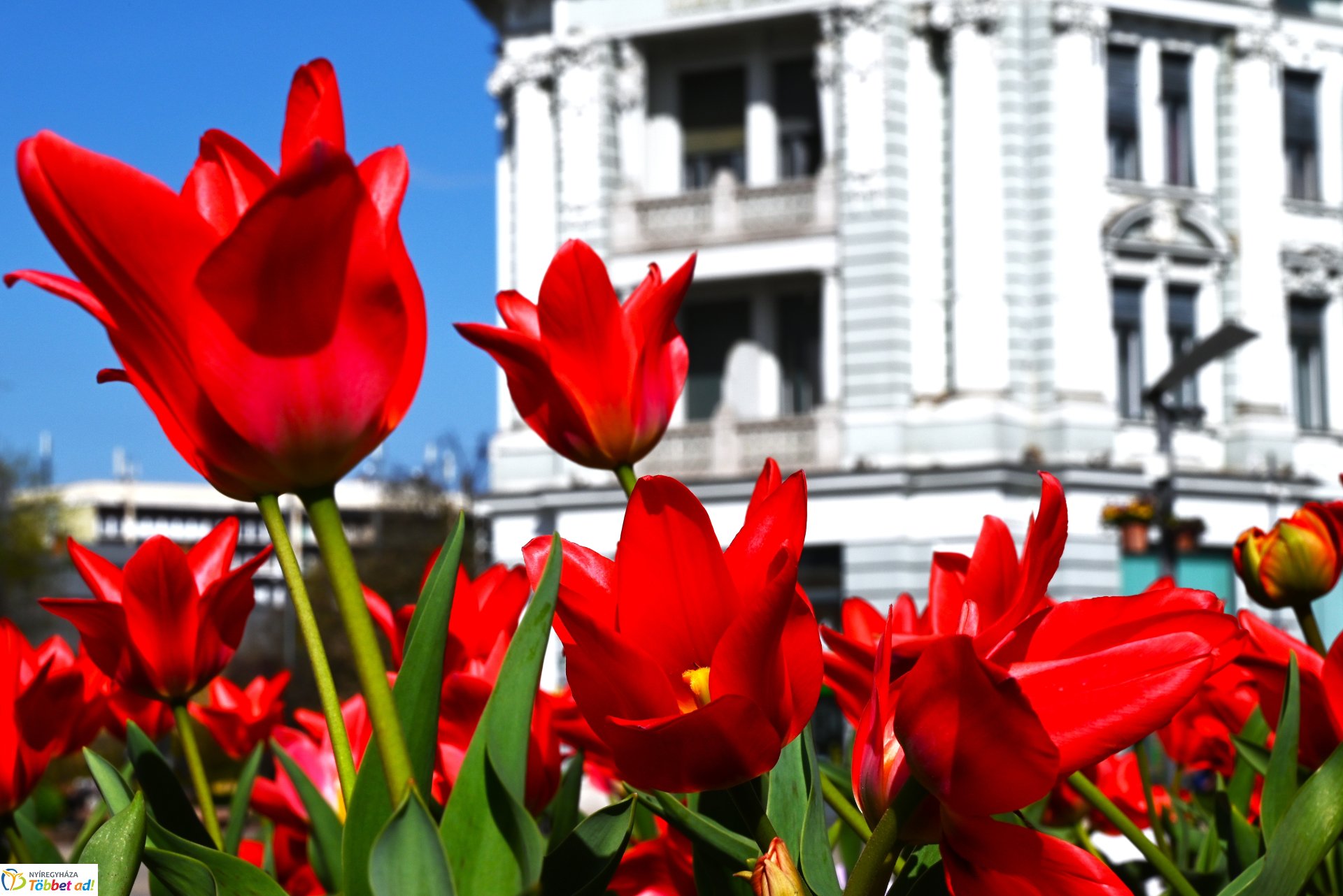 Virágba borult a város