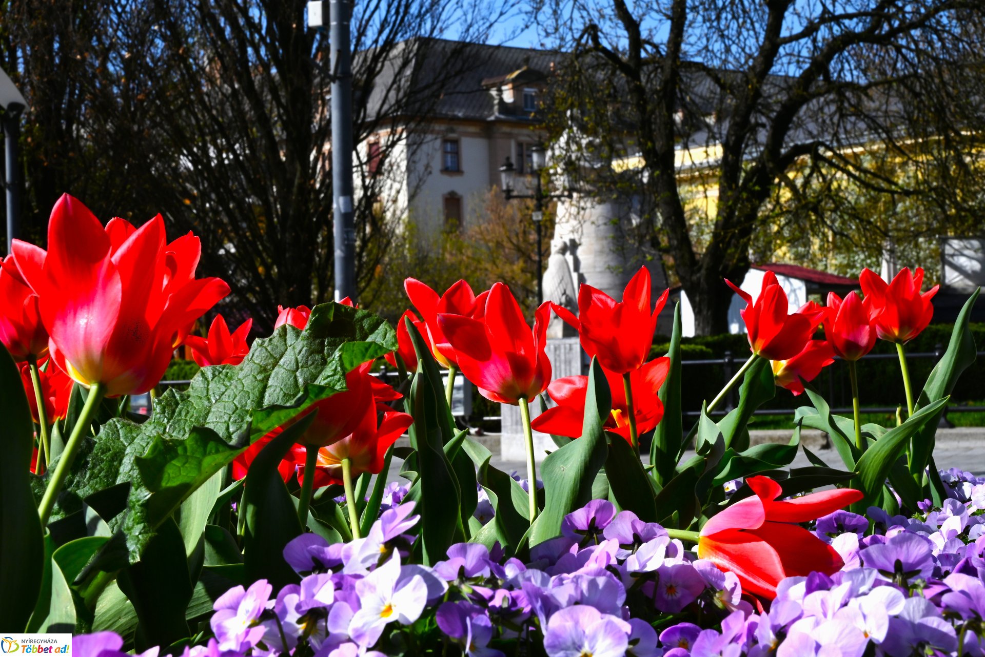 Virágba borult a város
