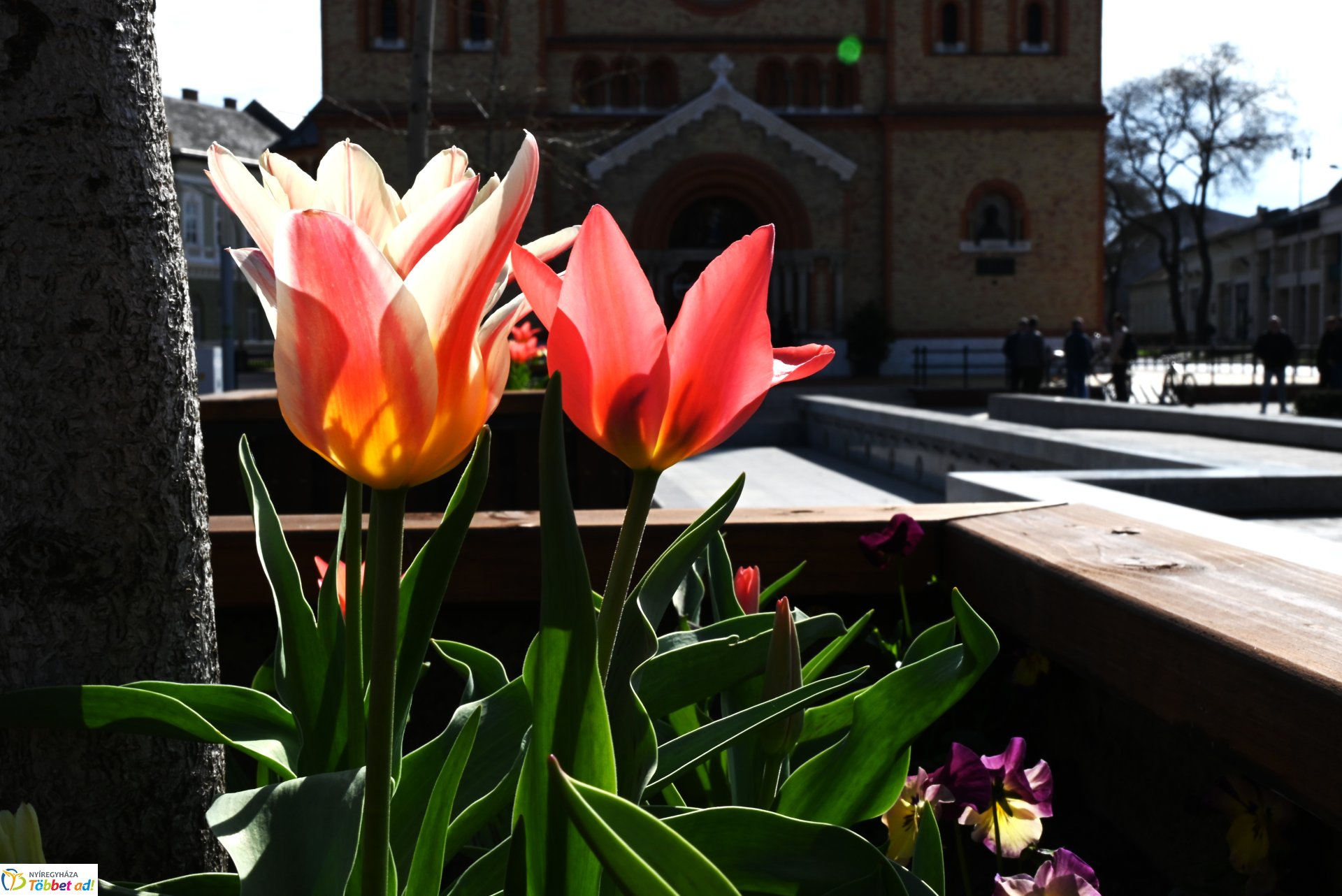 Virágba borult a város