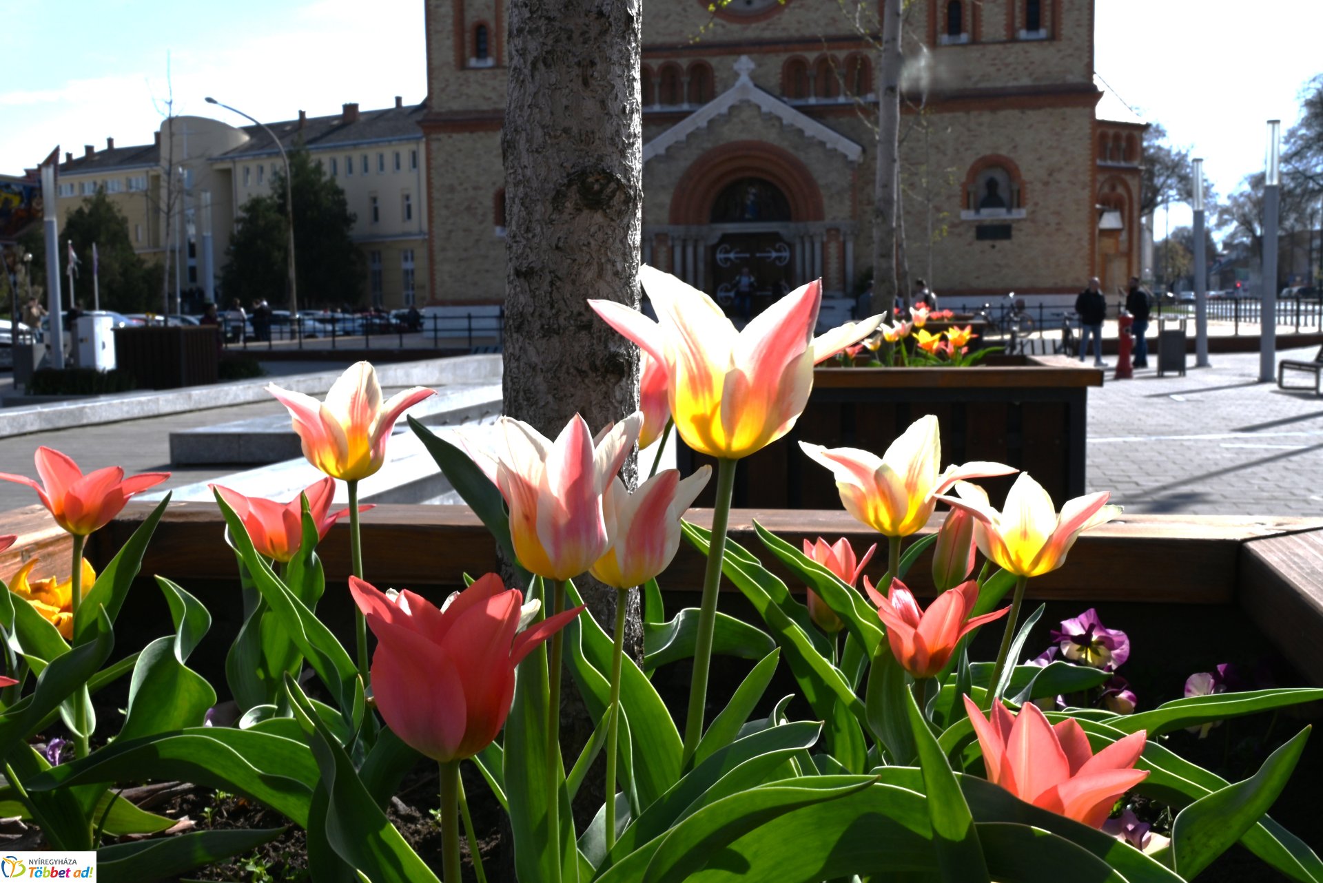 Virágba borult a város